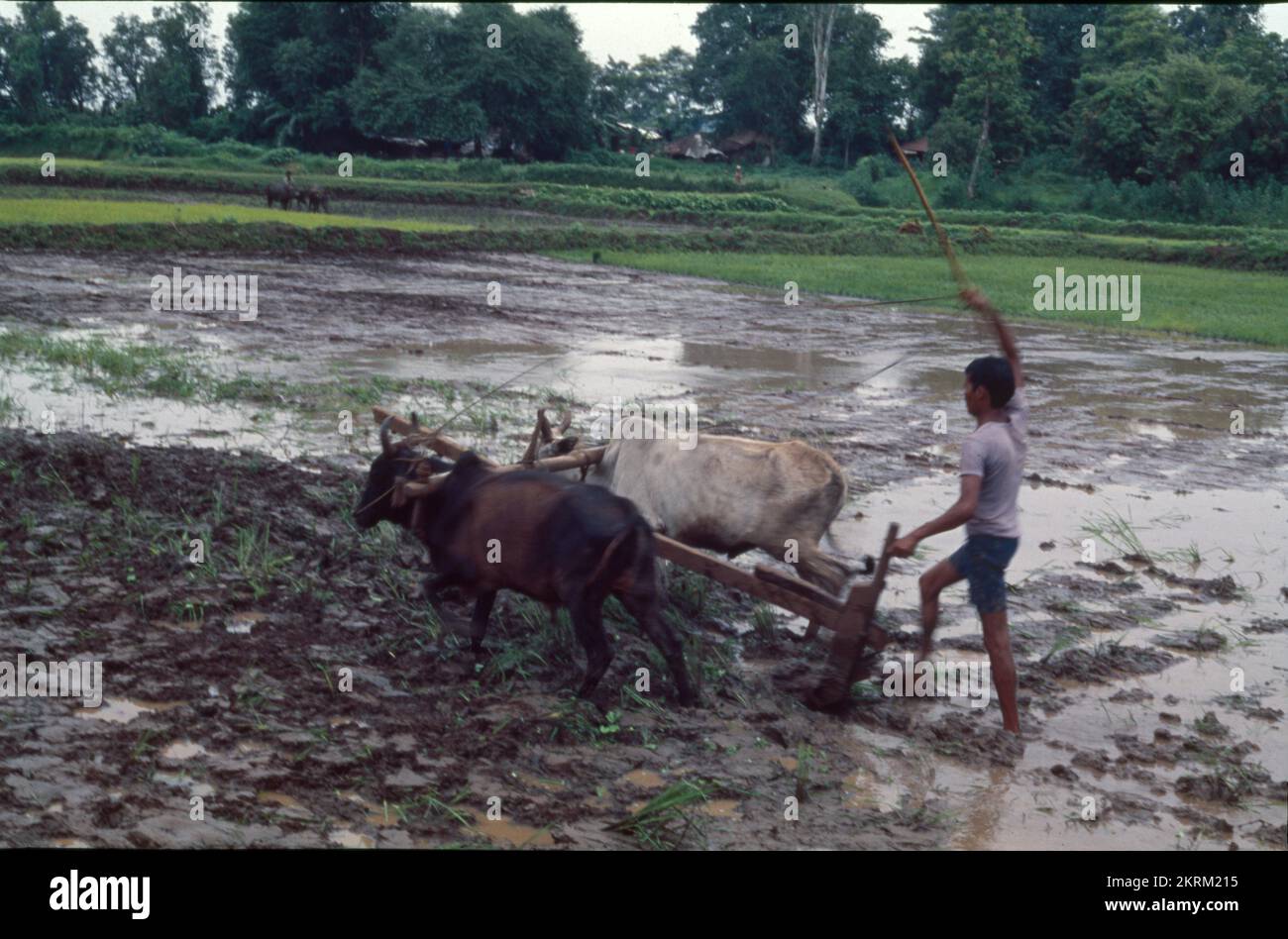 Traditionnellement, les agriculteurs utilisent le taureau pour labourer le champ à l'aide d'animaux tels que les taureaux. C'est le style indien traditionnel, la traction du sillon se fait en utilisant des taureaux. Le labourage et le labourage sont les mêmes. Banque D'Images
