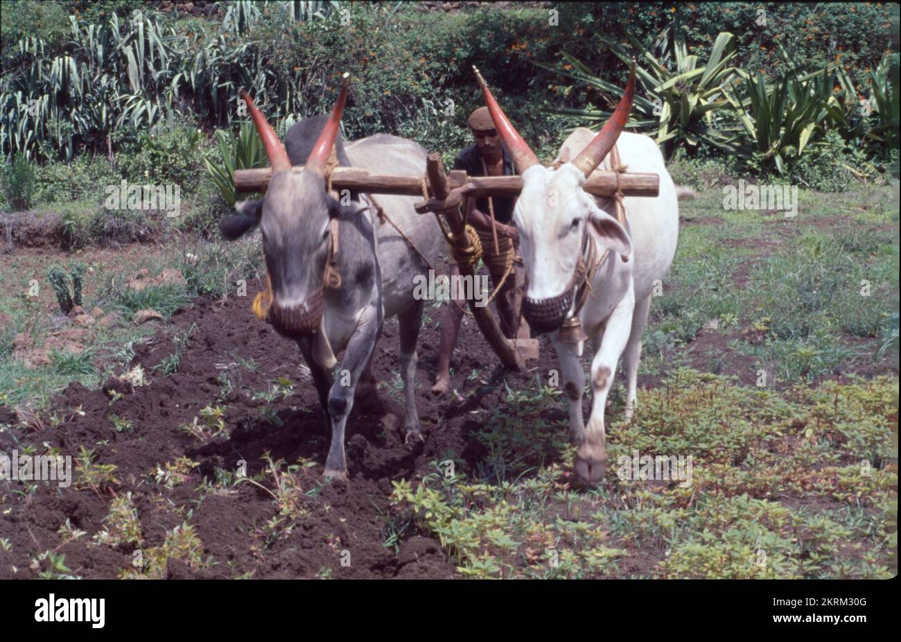 Traditionnellement, les agriculteurs utilisent le taureau pour labourer le champ à l'aide d'animaux tels que les taureaux. C'est le style indien traditionnel, la traction du sillon se fait en utilisant des taureaux. Le labourage et le labourage sont les mêmes. Banque D'Images