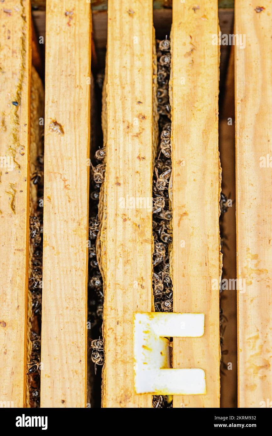 Vue de dessus de cadres en bois disposés dans la ruche avec beaucoup d'abeilles faisant du miel Banque D'Images