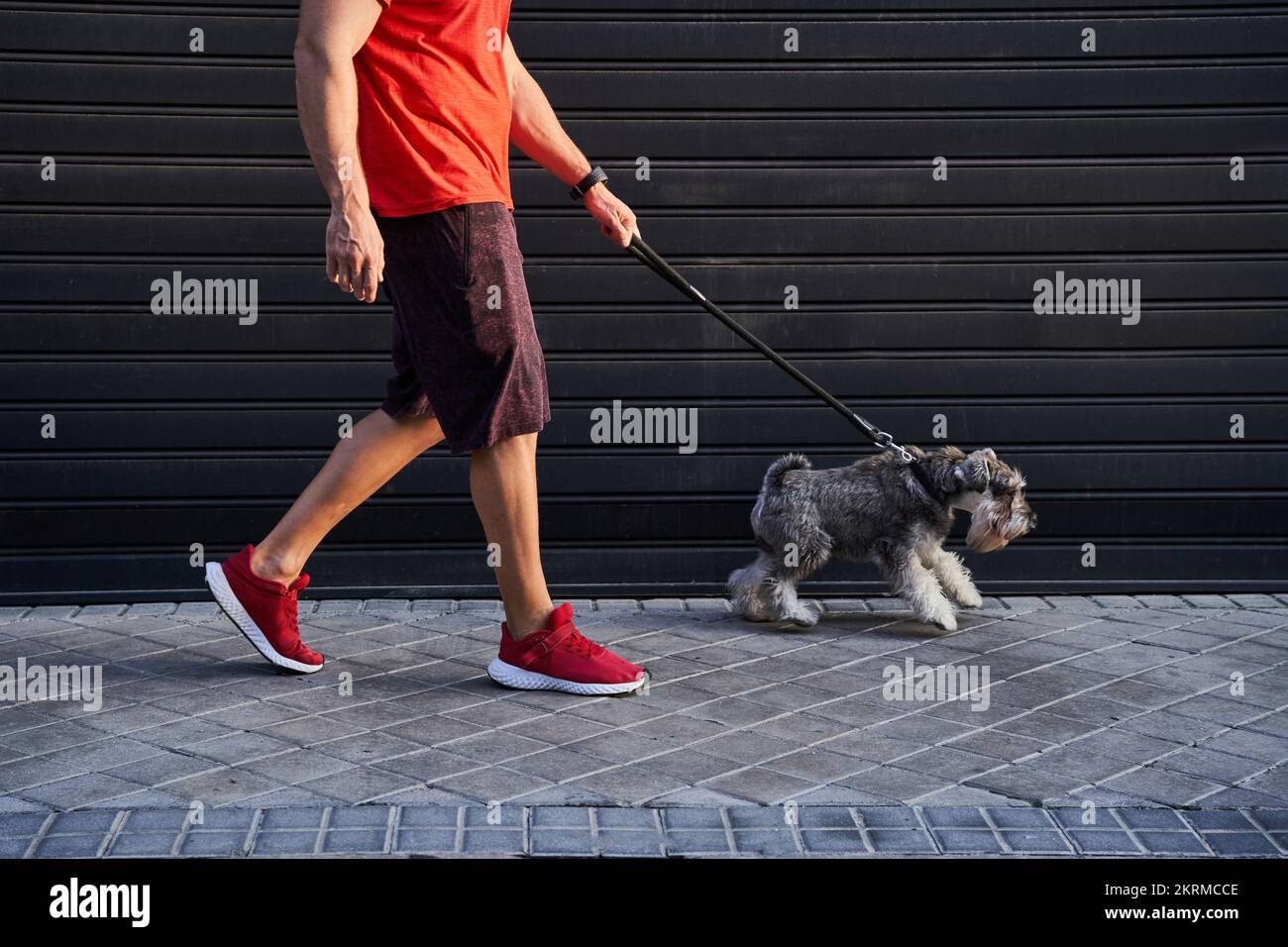 Vue latérale d'un athlète adulte court non reconnaissable de sport rouge marchant près d'une porte en métal gris avec l'adorable miniature Schnauzer sur la laisse Banque D'Images