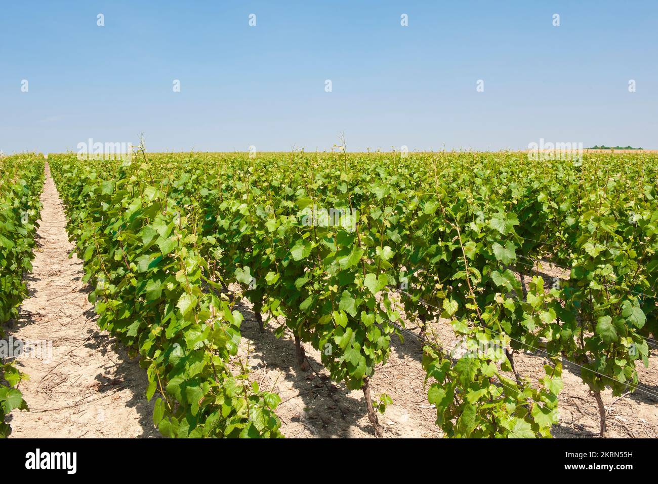 Vignoble des Agaises à Haulchin, Belgique Banque D'Images