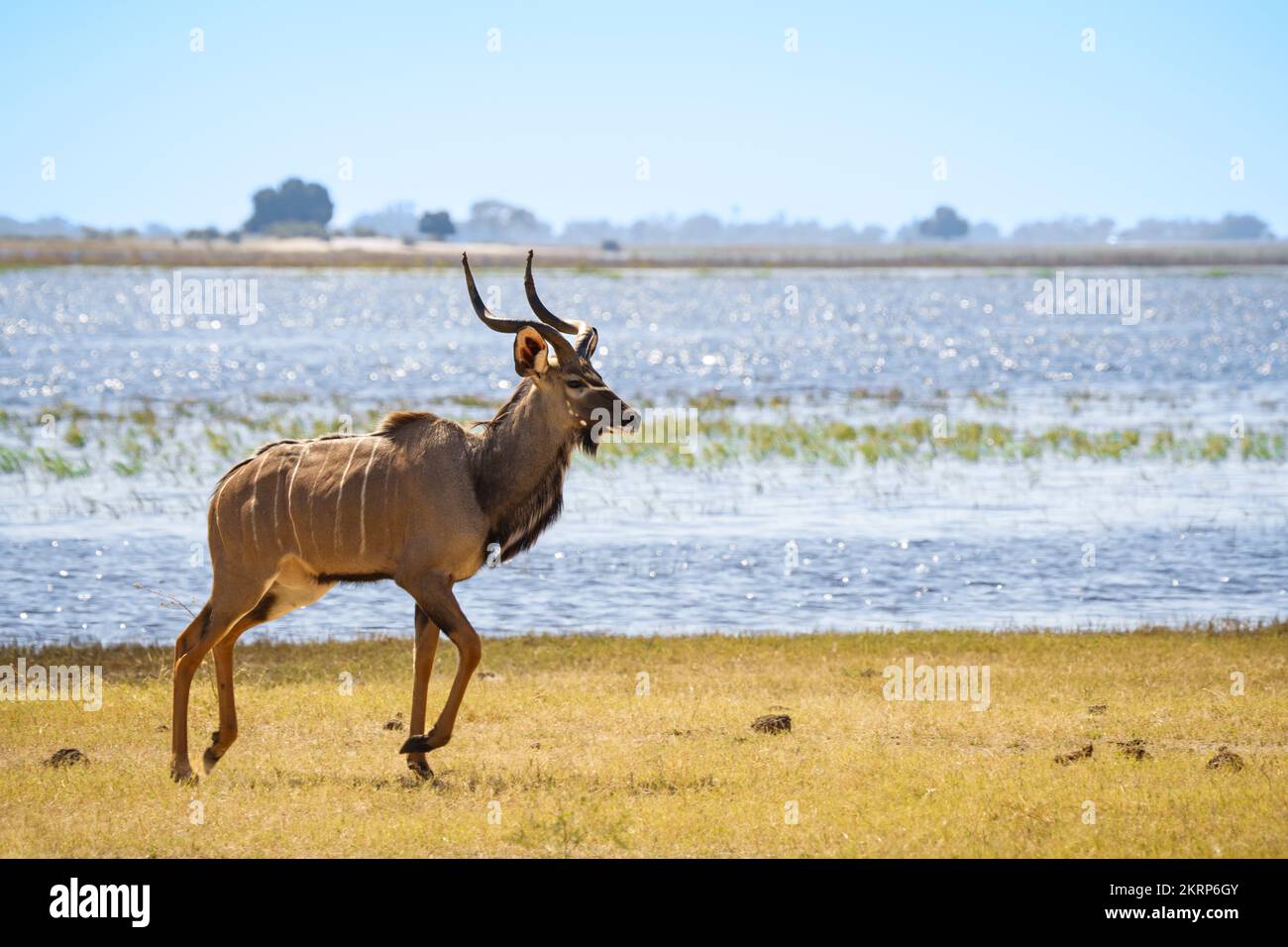 L'animal mâle Kudu avec de grands bois traverse de gauche à droite de la rivière Chobe. Parc national de Chobe, Botswana, Afrique Banque D'Images