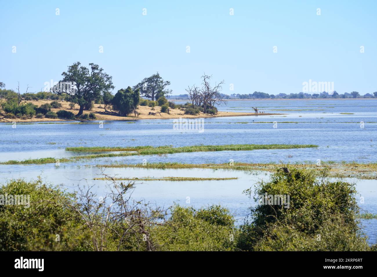 Image paysage de la rivière Chobe avec 2 girafes et 2 antilopes au bord de l'eau potable. Parc national de Chobe, Botswana, Afrique Banque D'Images