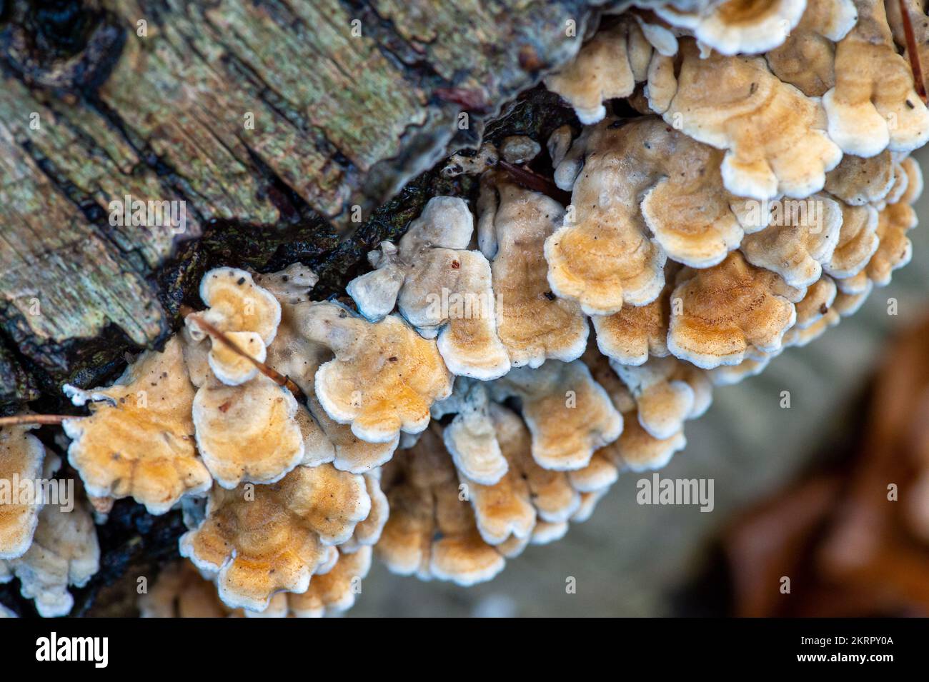 Farnham Common, Royaume-Uni. 28th novembre 2022. Plicaturopsis crispa, champignons de Gill sertis poussant sur des membres d'arbres morts, en particulier le bouleau argenté, dans les bois à Burnham Beeches. On dit que les Plicatura crispa sont en croissance prolifique en Angleterre depuis 2010 environ, mais on ne sait pas pourquoi. Burnham Beeches est un site d'intérêt scientifique spécial, une réserve naturelle nationale et un espace européen spécial de conservation où de nombreuses espèces rares et menacées de champignons peuvent être trouvées. La cueillette de champignons dans les sangsues de Burnham constitue une infraction criminelle. Crédit : Maureen McLean/Alay Banque D'Images