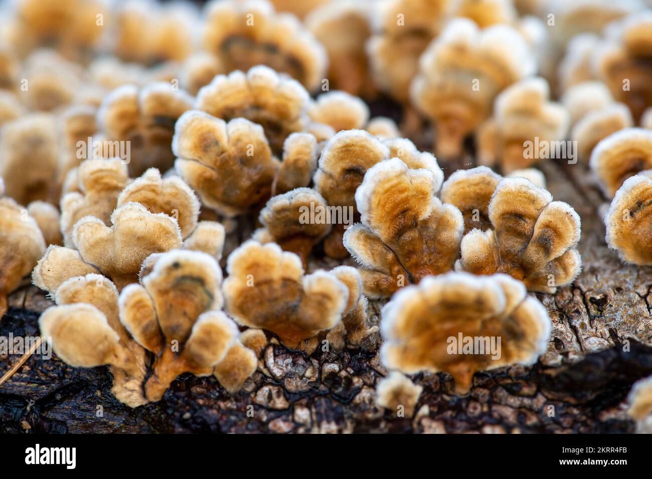 Farnham Common, Royaume-Uni. 28th novembre 2022. Plicaturopsis crispa, champignons de Gill sertis poussant sur des membres d'arbres morts, en particulier le bouleau argenté, dans les bois à Burnham Beeches. On dit que les Plicatura crispa sont en croissance prolifique en Angleterre depuis 2010 environ, mais on ne sait pas pourquoi. Burnham Beeches est un site d'intérêt scientifique spécial, une réserve naturelle nationale et un espace européen spécial de conservation où de nombreuses espèces rares et menacées de champignons peuvent être trouvées. La cueillette de champignons dans les sangsues de Burnham constitue une infraction criminelle. Crédit : Maureen McLean/Alay Banque D'Images