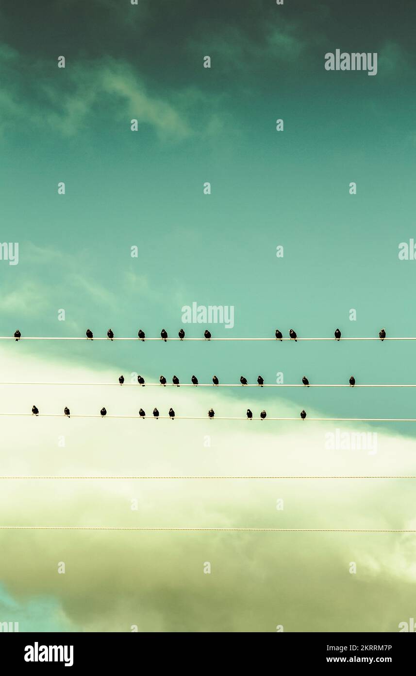 Concept musical des oiseaux chanteurs sur cinq rivés. Orchestre électrique Banque D'Images