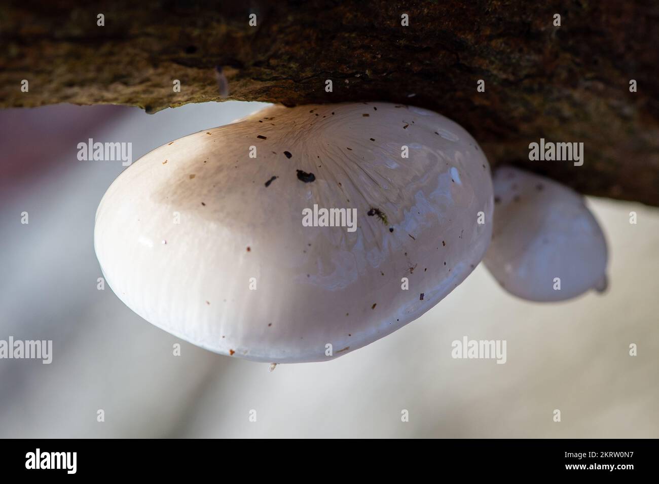 Farnham Common, Royaume-Uni. 28th novembre 2022. Oudemansiella mucida, champignon de la porcelaine. Le champignon blanc est semi-translucide, mince et ressemble à des blancs d'oeufs. Il est parfois fait référence à un champignon Beech Tuft ou Poached Egg. Il s'agit d'un champignon basidiomycète commun et répandu de la famille des Physalacriacées et on peut souvent le voir haut sur les arbres de hêtre. Il est comestible une fois que le mucus est lavé et sur un jour de brise, ils peuvent tomber au sol comme de petits parachutes. Burnham Beeches est un site d'intérêt scientifique spécial, une réserve naturelle nationale et un espace européen spécial de conservation. Crédit: Maur Banque D'Images