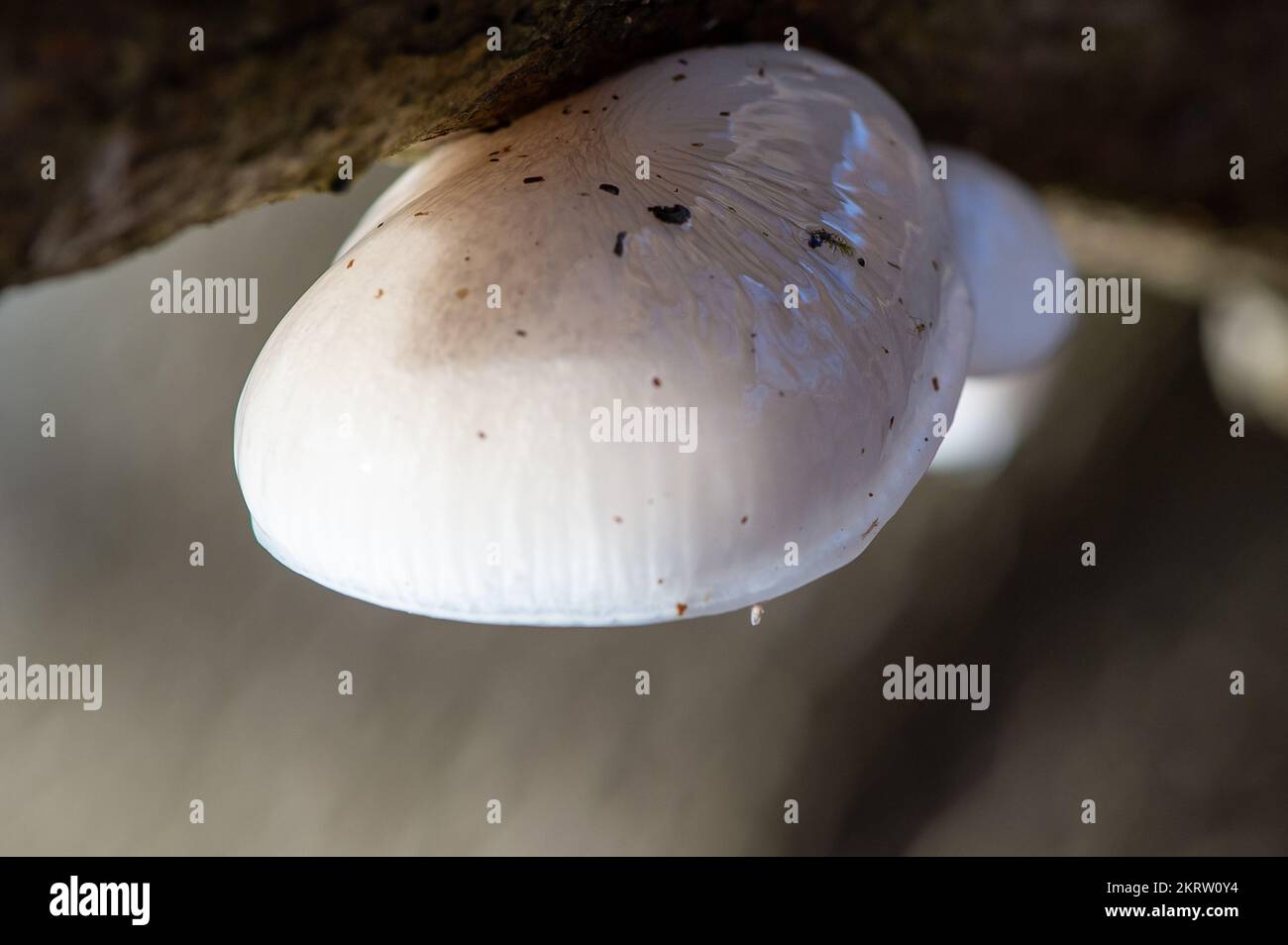 Farnham Common, Royaume-Uni. 28th novembre 2022. Oudemansiella mucida, champignon de la porcelaine. Le champignon blanc est semi-translucide, mince et ressemble à des blancs d'oeufs. Il est parfois fait référence à un champignon Beech Tuft ou Poached Egg. Il s'agit d'un champignon basidiomycète commun et répandu de la famille des Physalacriacées et on peut souvent le voir haut sur les arbres de hêtre. Il est comestible une fois que le mucus est lavé et sur un jour de brise, ils peuvent tomber au sol comme de petits parachutes. Burnham Beeches est un site d'intérêt scientifique spécial, une réserve naturelle nationale et un espace européen spécial de conservation. Crédit: Maur Banque D'Images