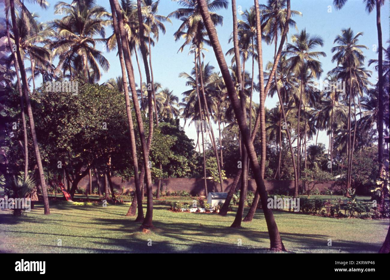 Une noix de coco est le fruit comestible de la noix de coco (Cocos nucifera), un arbre de la famille des palmiers. La chair de noix de coco est riche en gras et peut être séchée ou consommée fraîche ou transformée en lait de coco ou en huile de coco. Le liquide de la noix, connu sous le nom d'eau de coco, est utilisé dans les boissons. La noix de coco est une plante de longue durée; elle a un seul tronc, de 20-30 mètres de haut, son écorce est lisse et grise, marquée par des cicatrices annelées laissées par les bases de feuilles tombées. L'arbre peut vivre jusqu'à 100 ans, produisant un rendement annuel de 50 à 100 noix de coco. Banque D'Images