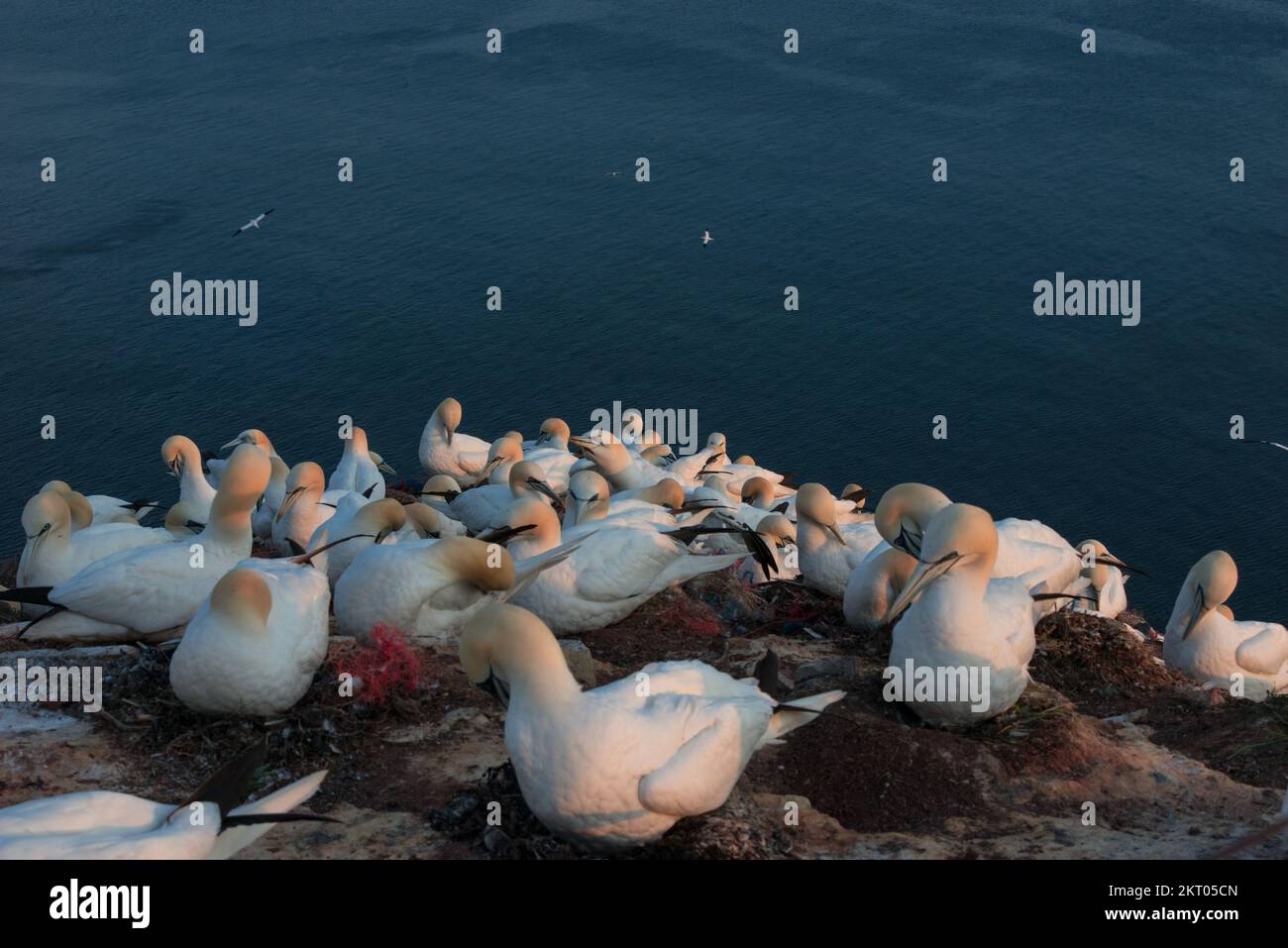 Nord Gannet se détendre. Cela inclut de prendre soin de vous-même Banque D'Images