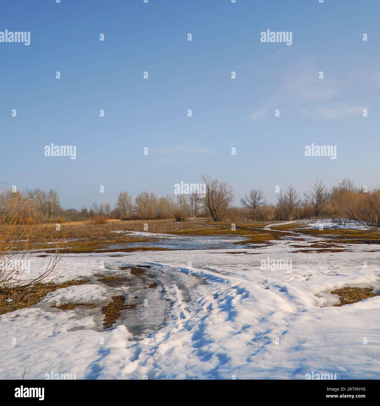 L'herbe sèche dans un champ de printemps avec la dernière neige au début du printemps contre un ciel bleu Banque D'Images