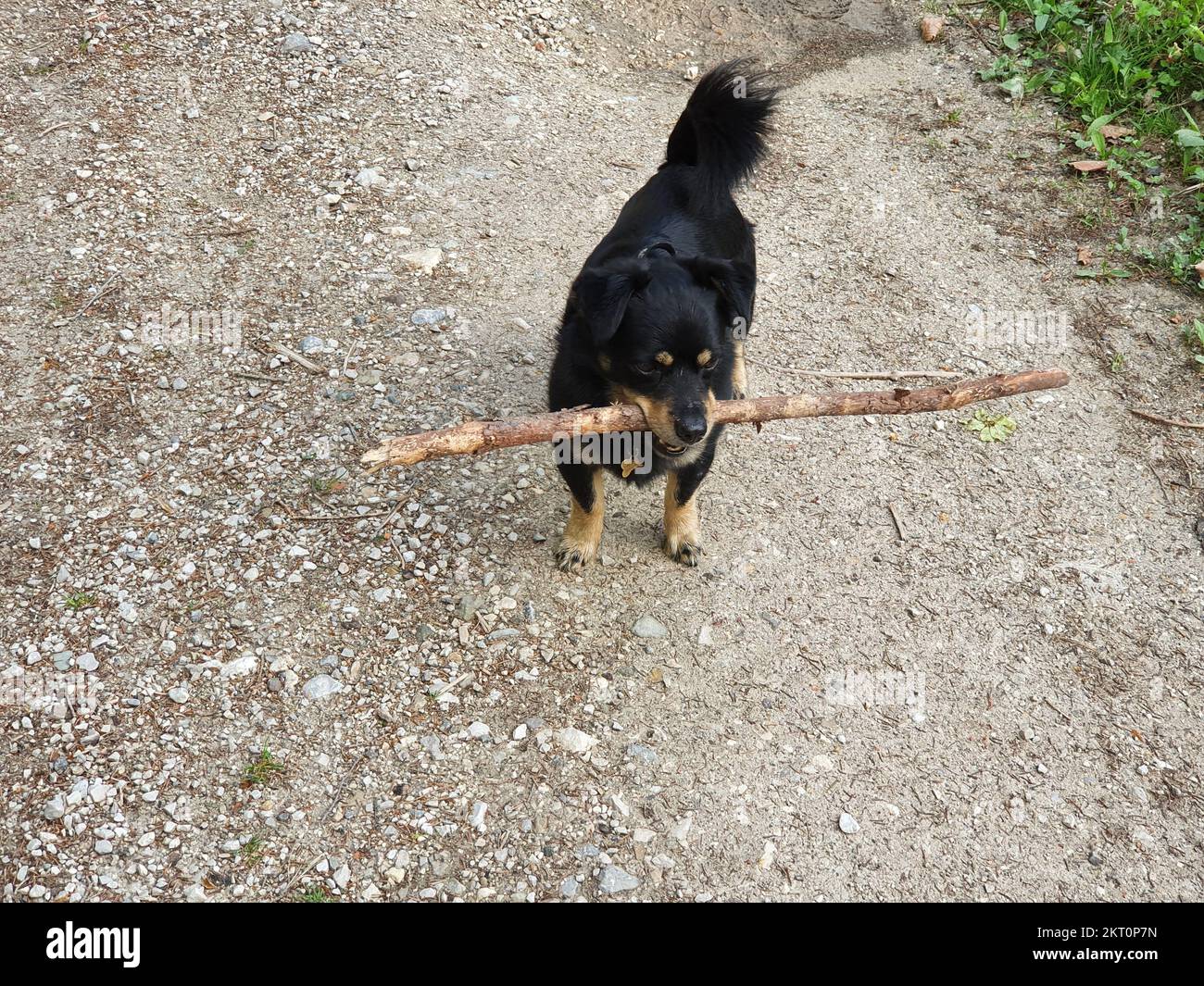 le petit chien joue avec un bâton plus grand que lui Banque D'Images