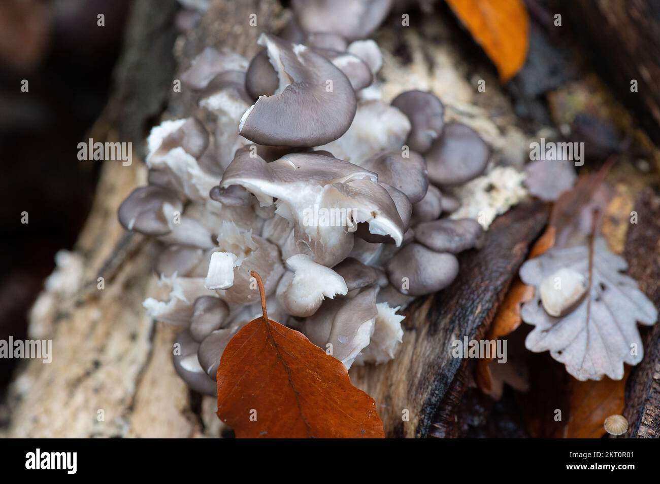 Farnham Common, Buckinghamshire, Royaume-Uni. 28th novembre 2022. Pleurotus ostreatus, champignons à l'huître. Aussi connu sous le nom de champignon huître, ou hiratake il y a beaucoup de différents types de ce champignon. Ils sont largement cultivés pour la consommation humaine. Burnham Beeches est un site d'intérêt scientifique spécial, une réserve naturelle nationale et un espace européen spécial de conservation où de nombreuses espèces rares et menacées de champignons peuvent être trouvées. La cueillette de champignons dans les sangsues de Burnham constitue une infraction criminelle. Crédit : Maureen McLean/Alay Banque D'Images