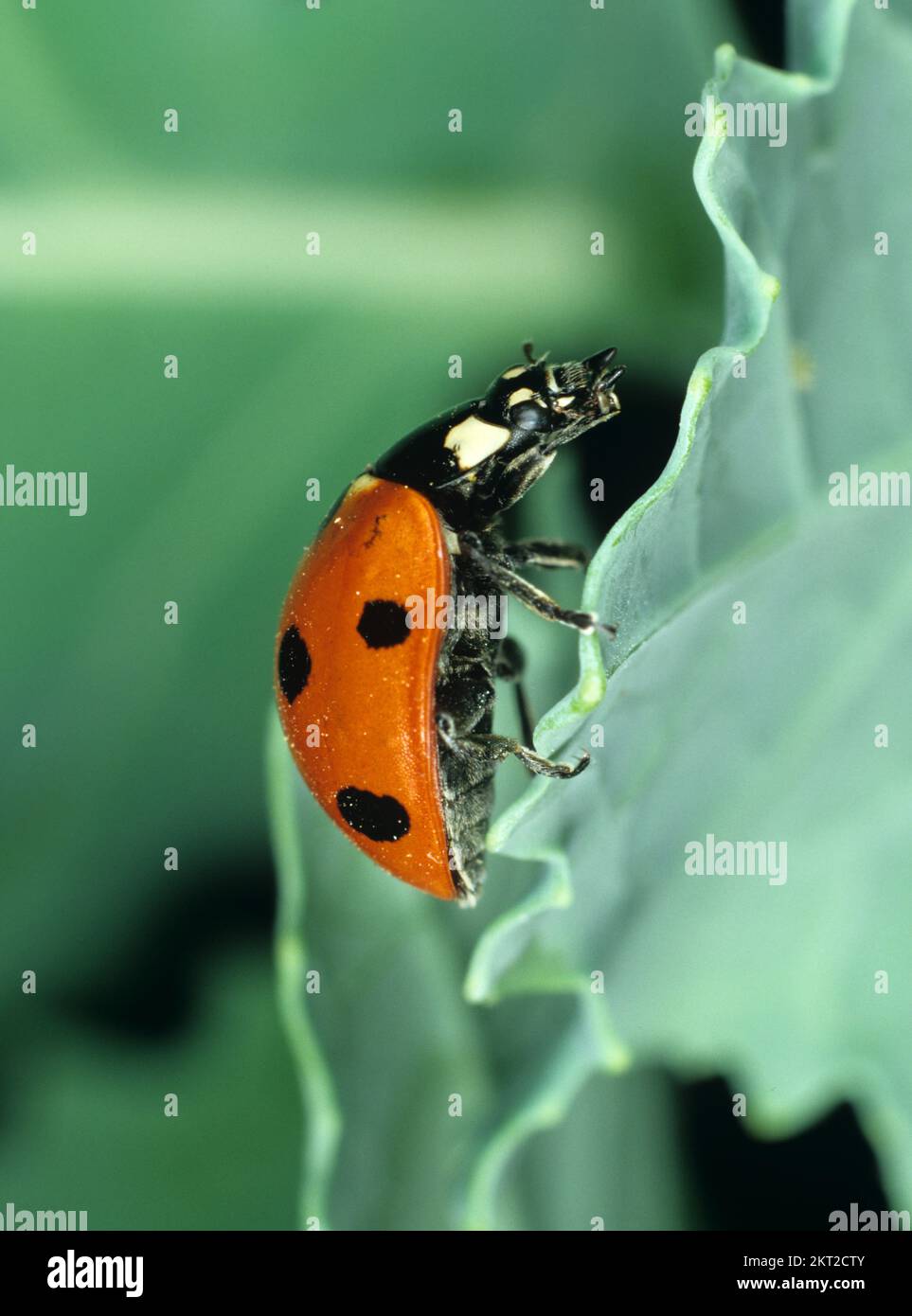 Ladybird (Coccinella septumpunctata) vue latérale d'un ladybird adulte sur une feuille de chou Banque D'Images
