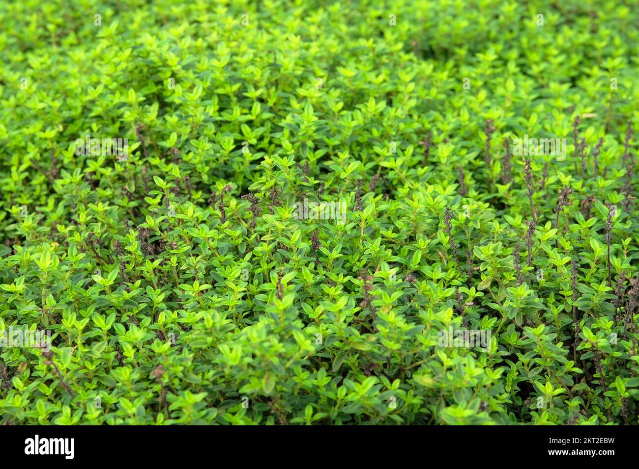 Myrtus phyllireaefolia. Herbe verte douce sur fond flou. Banque D'Images