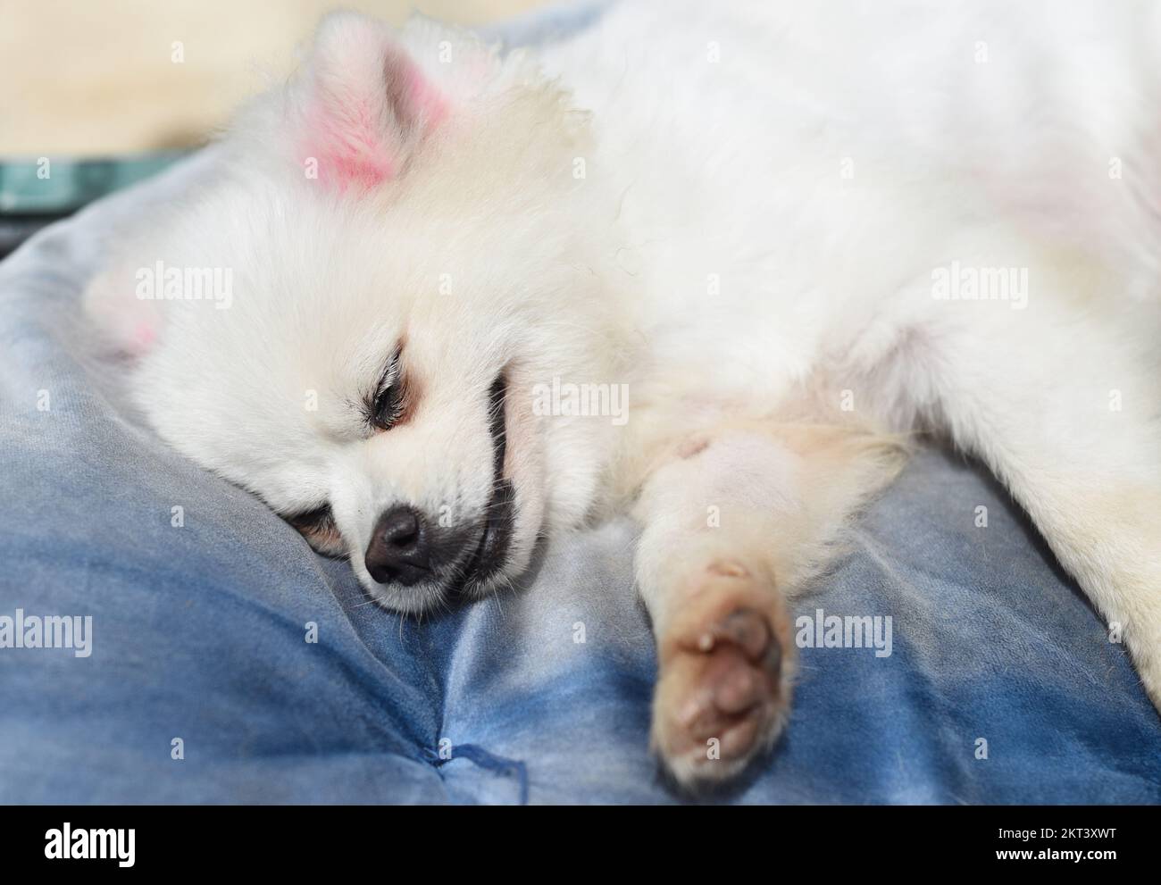 Portrait d'un chien pomeranien endormi ou d'un spitz nain posé sur un oreiller Banque D'Images