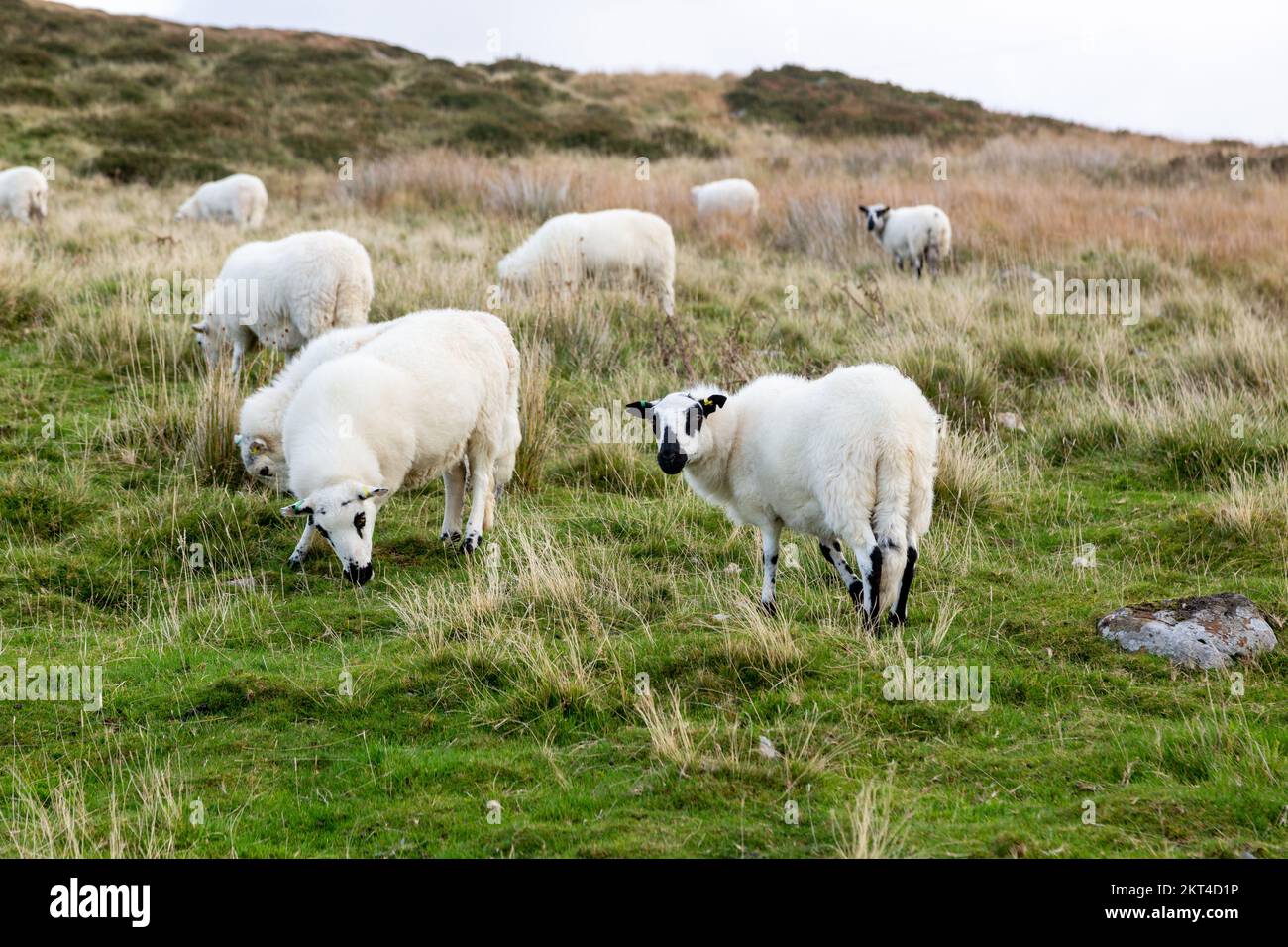 Un troupeau de moutons de Kerry Hill, ils ont des marques noires autour de la bouche, des oreilles et des yeux. Pays de Galles du Nord Banque D'Images