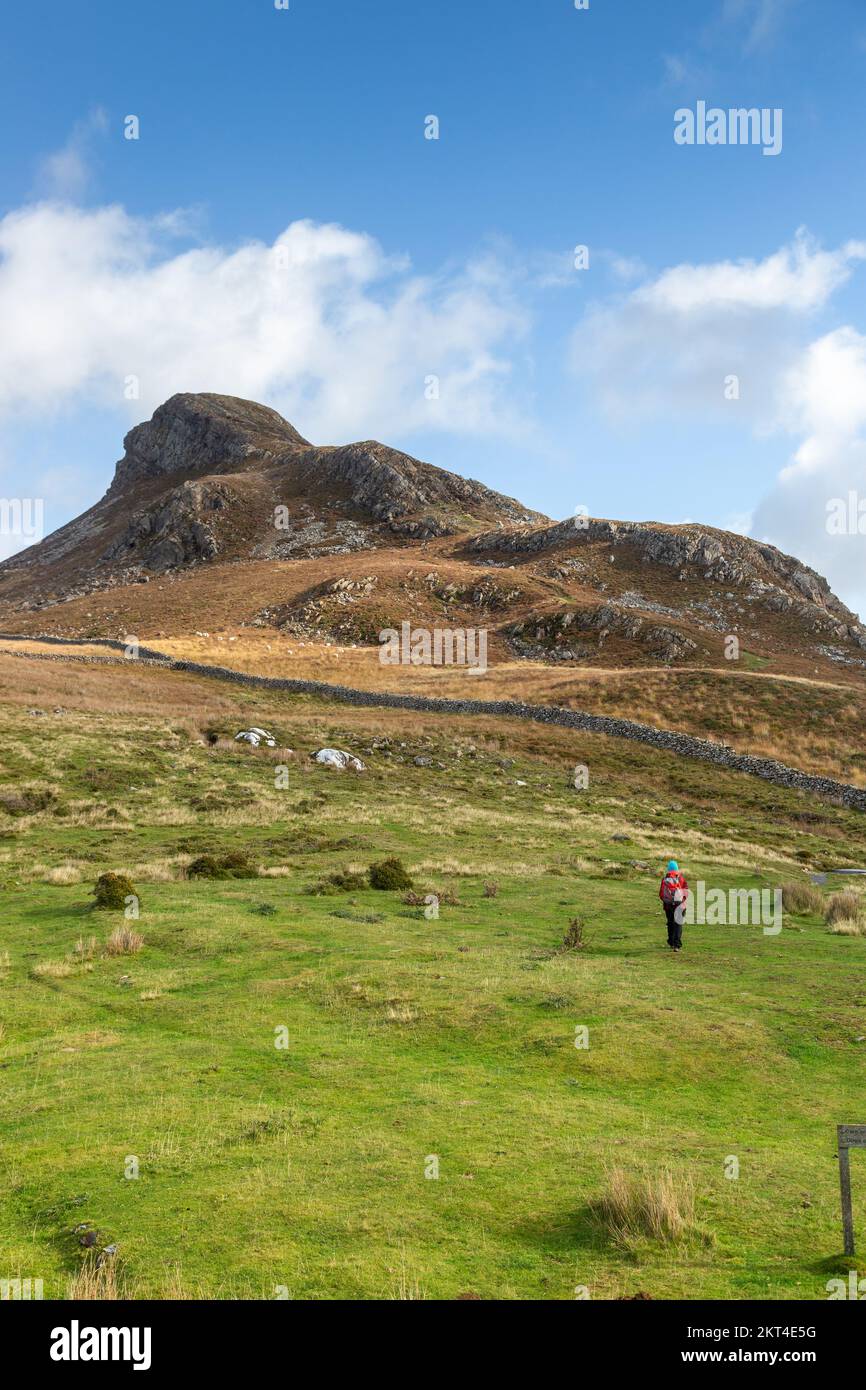 Un marcheur se dirigeant vers le sommet de Bryn Brith, parc national de Snowdonia, Gwynedd, au nord du pays de Galles Banque D'Images