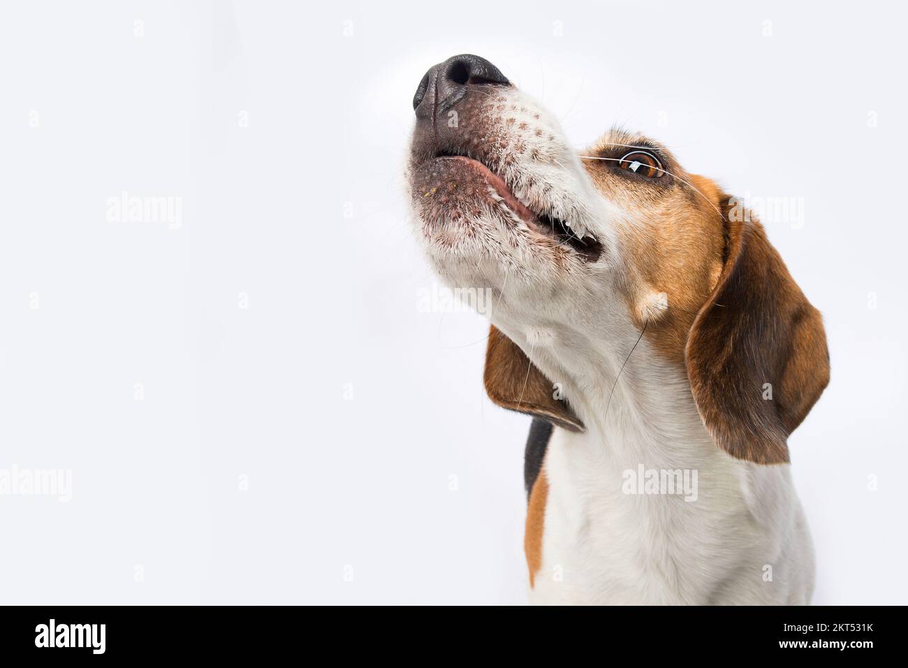 Chien de beagle aboyant sur blanc Banque D'Images