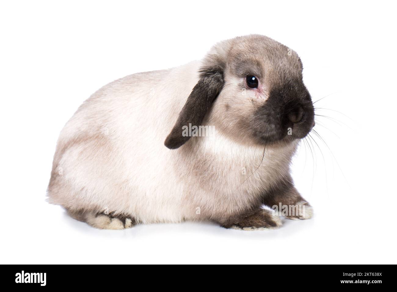 Joli lapin nain isolé sur fond blanc Banque D'Images