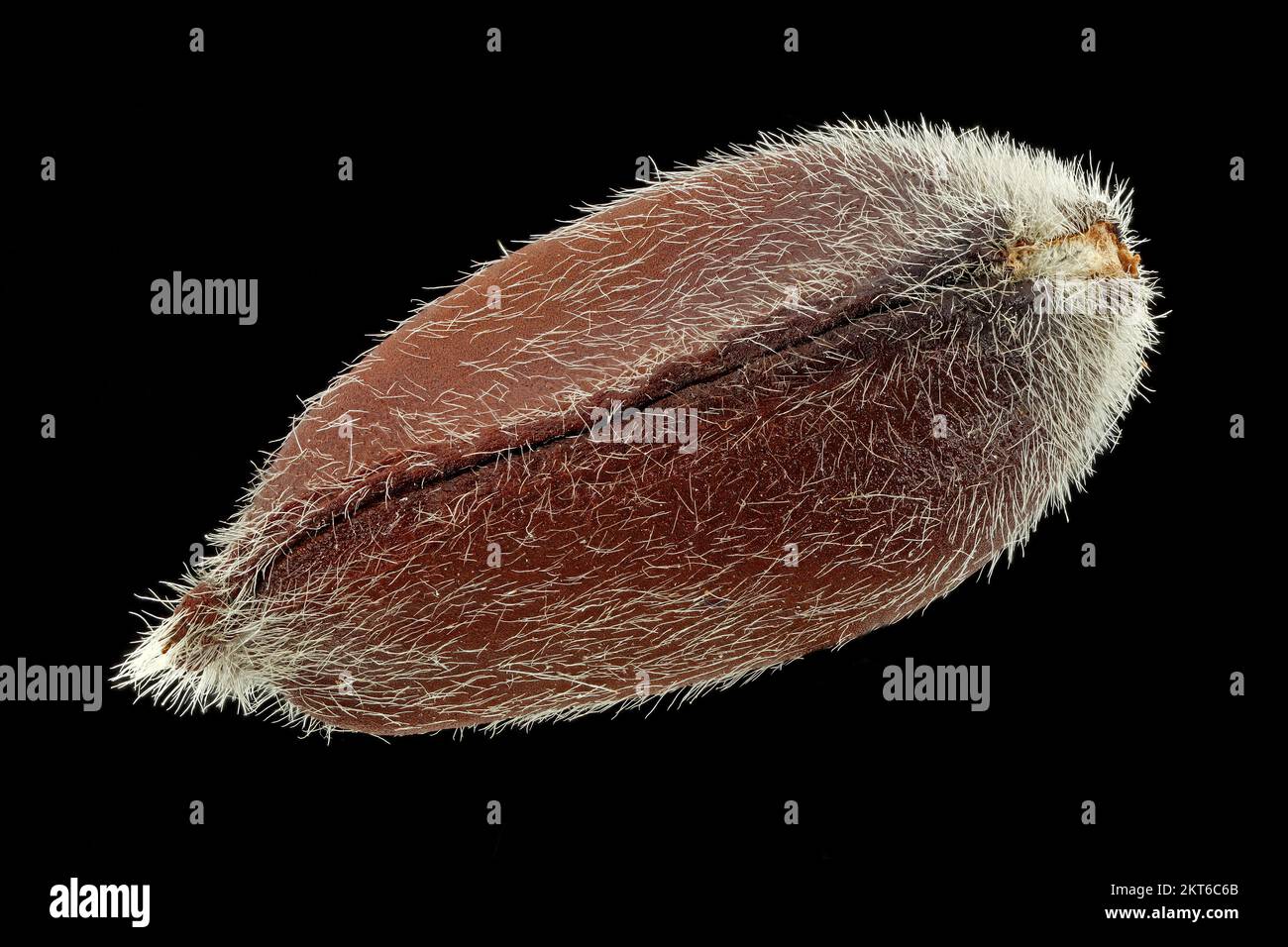 Calycanthus chinensis, arbuste chinois, gros plan, graine, 10-12 mm de long Banque D'Images