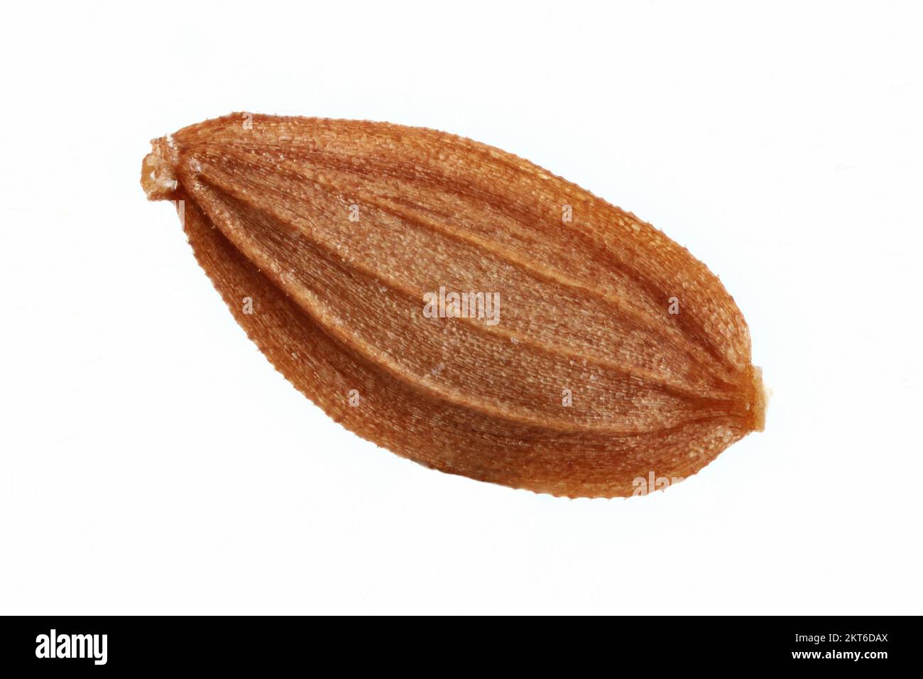 Sonchus asper, chardon-Marie, Raue Gänsedistel, gros plan, fruit (graine) sans papus, fruit de 3-4 mm de long Banque D'Images