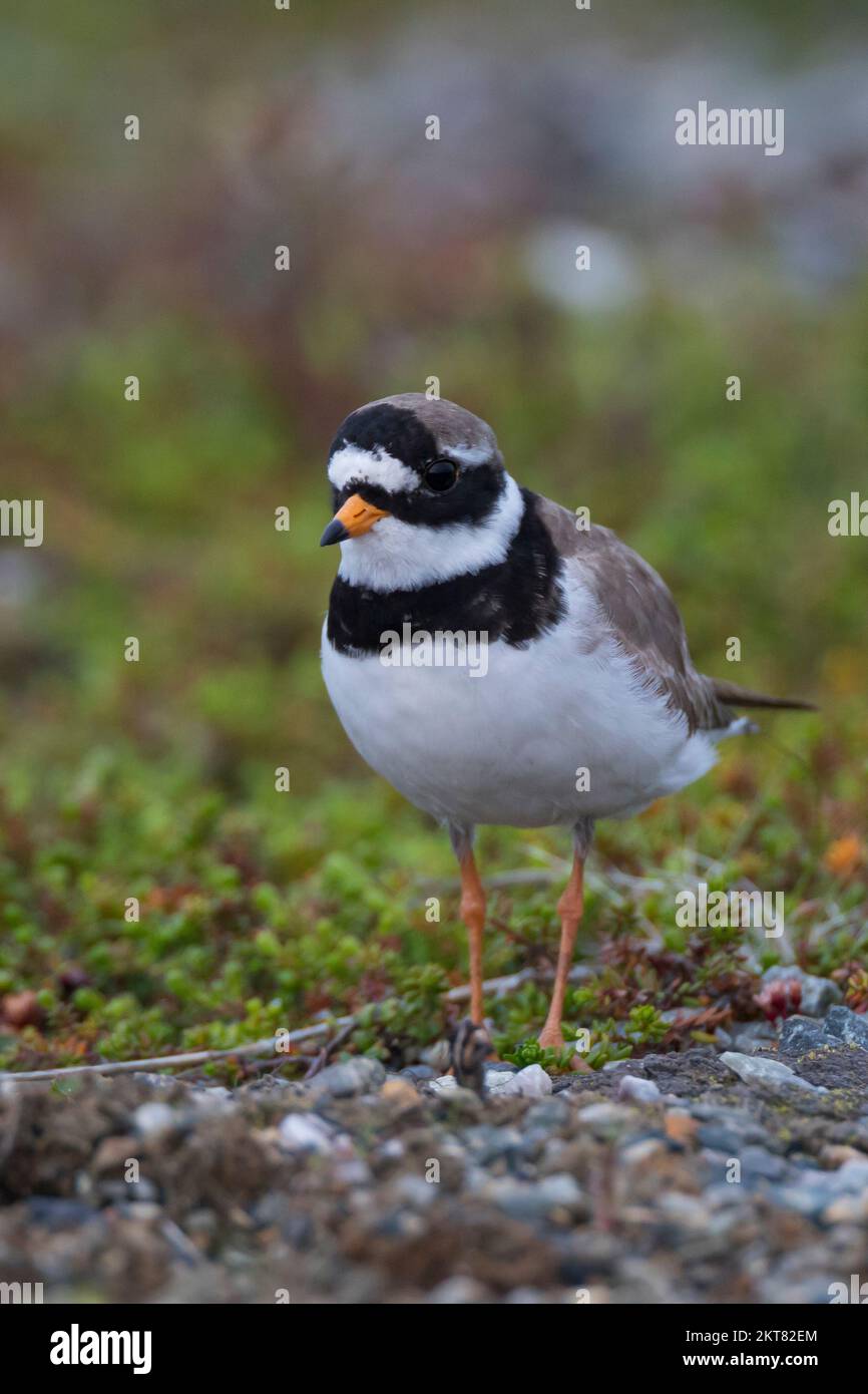 Sandregenpfeifer, Sand-Regenpfeifer, Regenpfeifer, Charadrius hiaticula, trèfles à anneaux, Pluvier à anneaux, le Pluvier grand-gravelot, le Grand GRA Banque D'Images