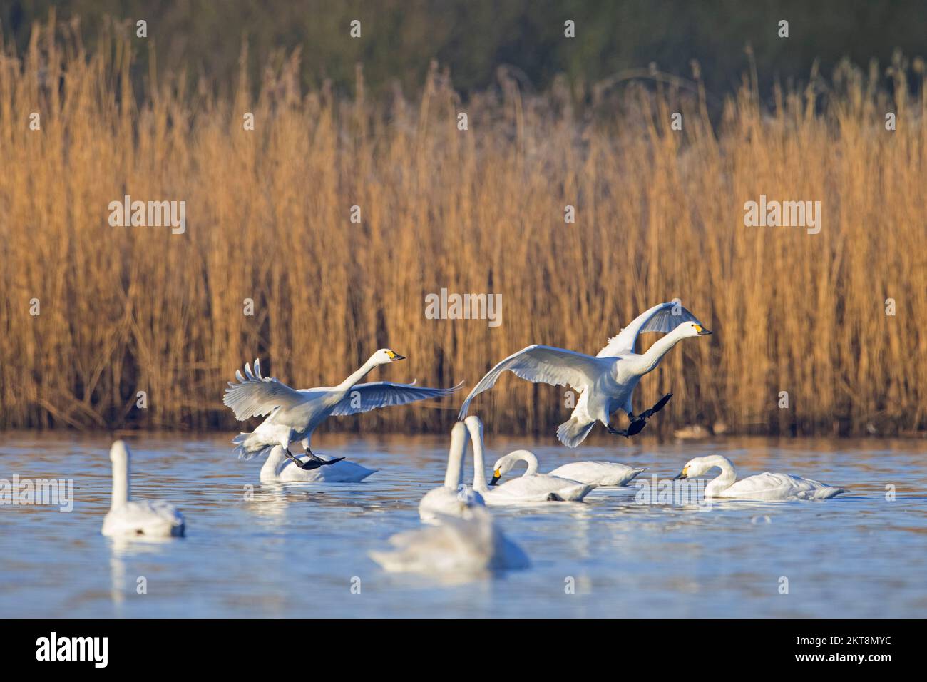 Troupeau de cygnes de Bewick (Cygnus bewickii) qui débarquent sur le lac pour se reposer en hiver Banque D'Images