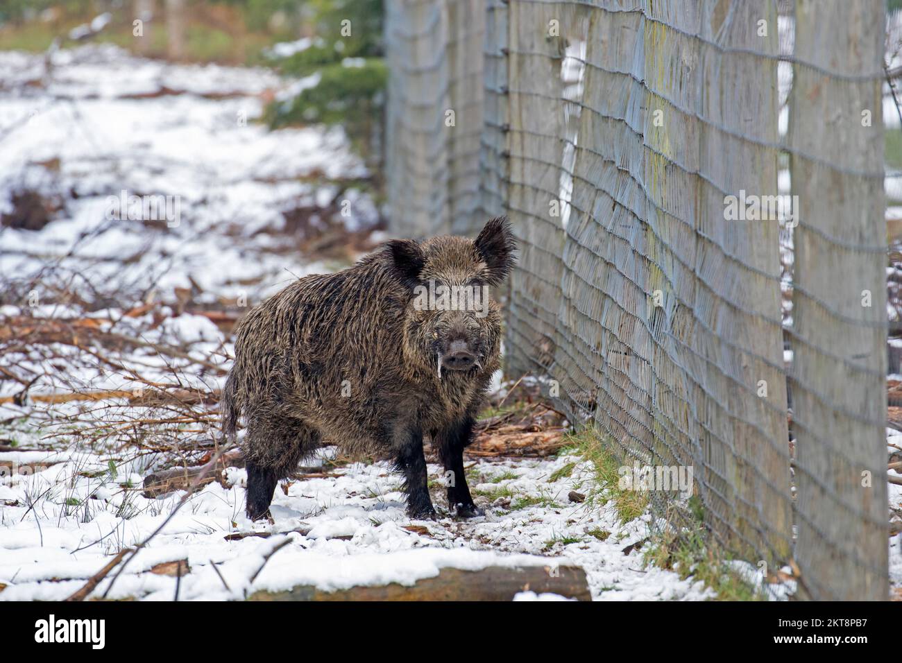 Sanglier solitaire (sus scrofa) bloqué par une barrière, barrer la barrière de la faune au bord de la forêt en hiver Banque D'Images