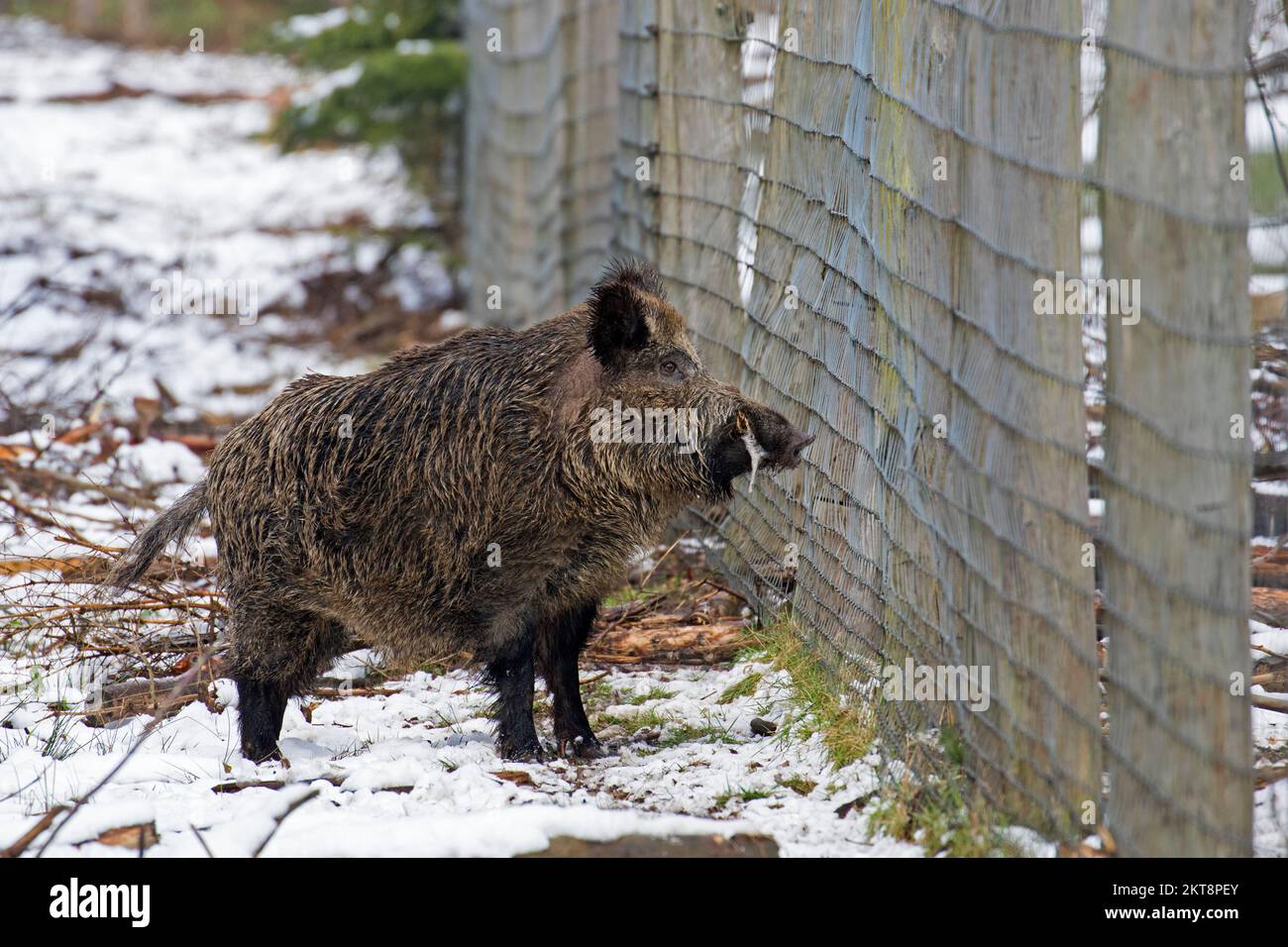 Sanglier solitaire (sus scrofa) bloqué par une barrière, barrer la barrière de la faune au bord de la forêt en hiver Banque D'Images
