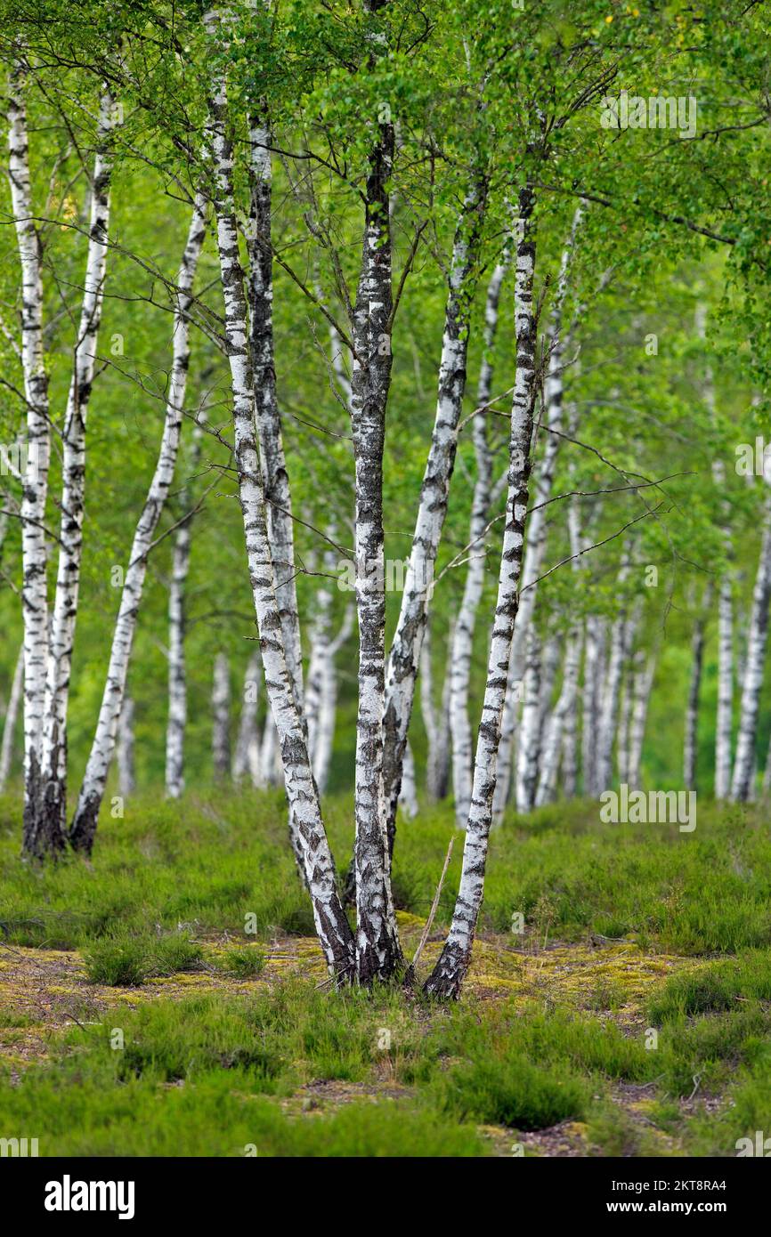 Bouleau argenté / bouleau verruque / bouleau blanc européen (Betula pendula / Betula verrucosa) troncs d'arbres de bouleau dans la forêt décidue en été Banque D'Images