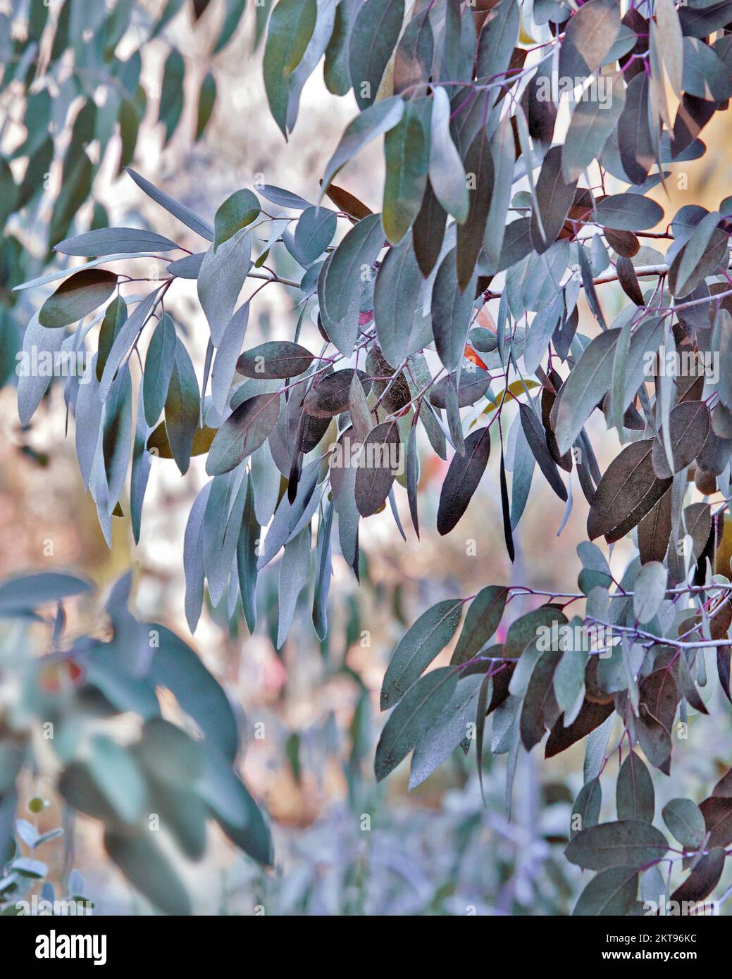 Eucalyptus en été montrant la beauté de la nature avec des motifs, une forme, une texture saisissantes, avec une palette de couleurs d'été vibrantes, Banque D'Images