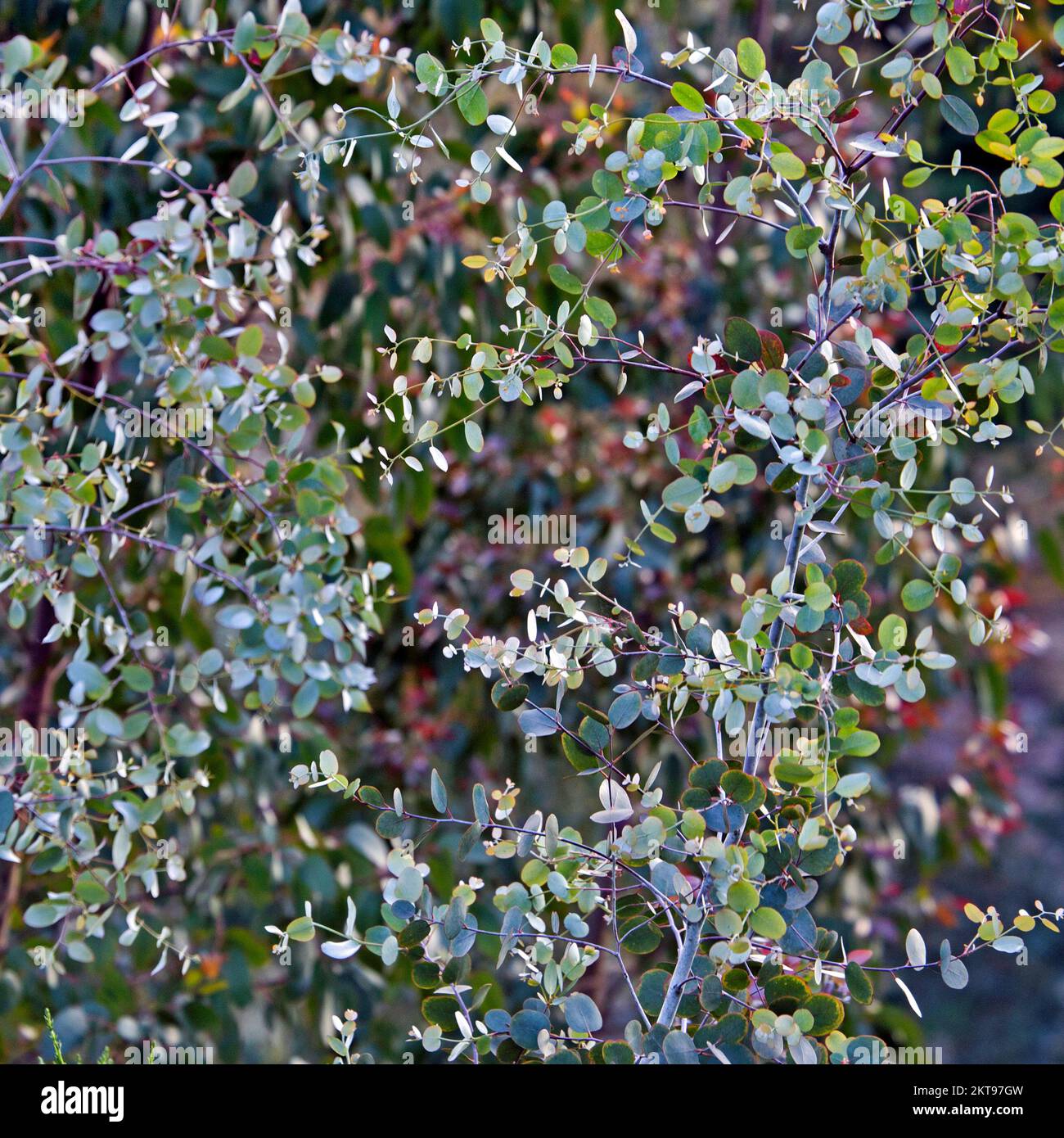 Eucalyptus en été montrant la beauté de la nature avec des motifs, une forme et une texture saisissantes, avec une palette de couleurs estivales vibrantes, Banque D'Images