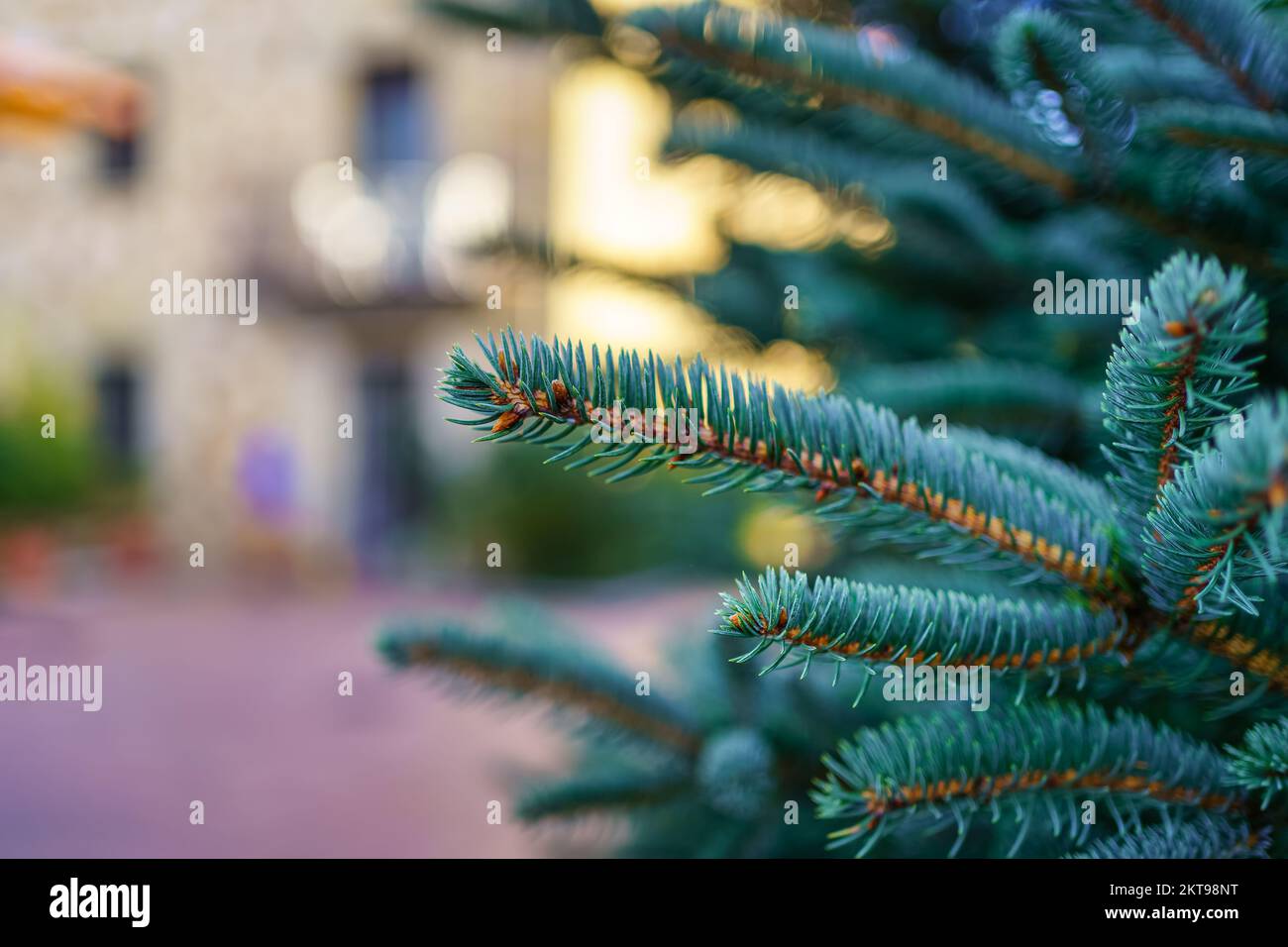 Sapin de Noël avec branches vertes dans le jardin d'une maison de campagne au coucher du soleil. Banque D'Images