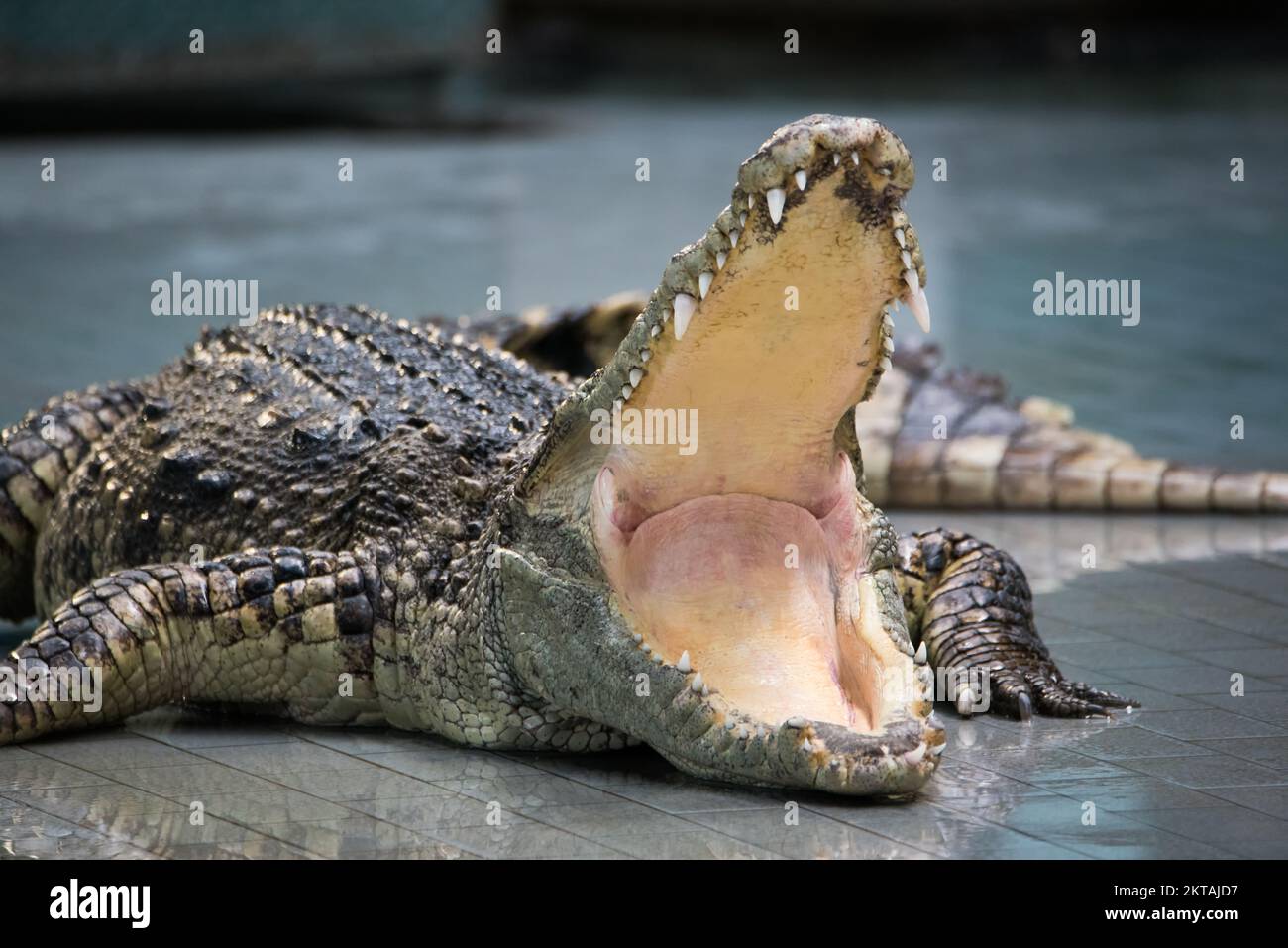 Crocodile ouvrir la grande bouche sur le sol, gros plan. Banque D'Images