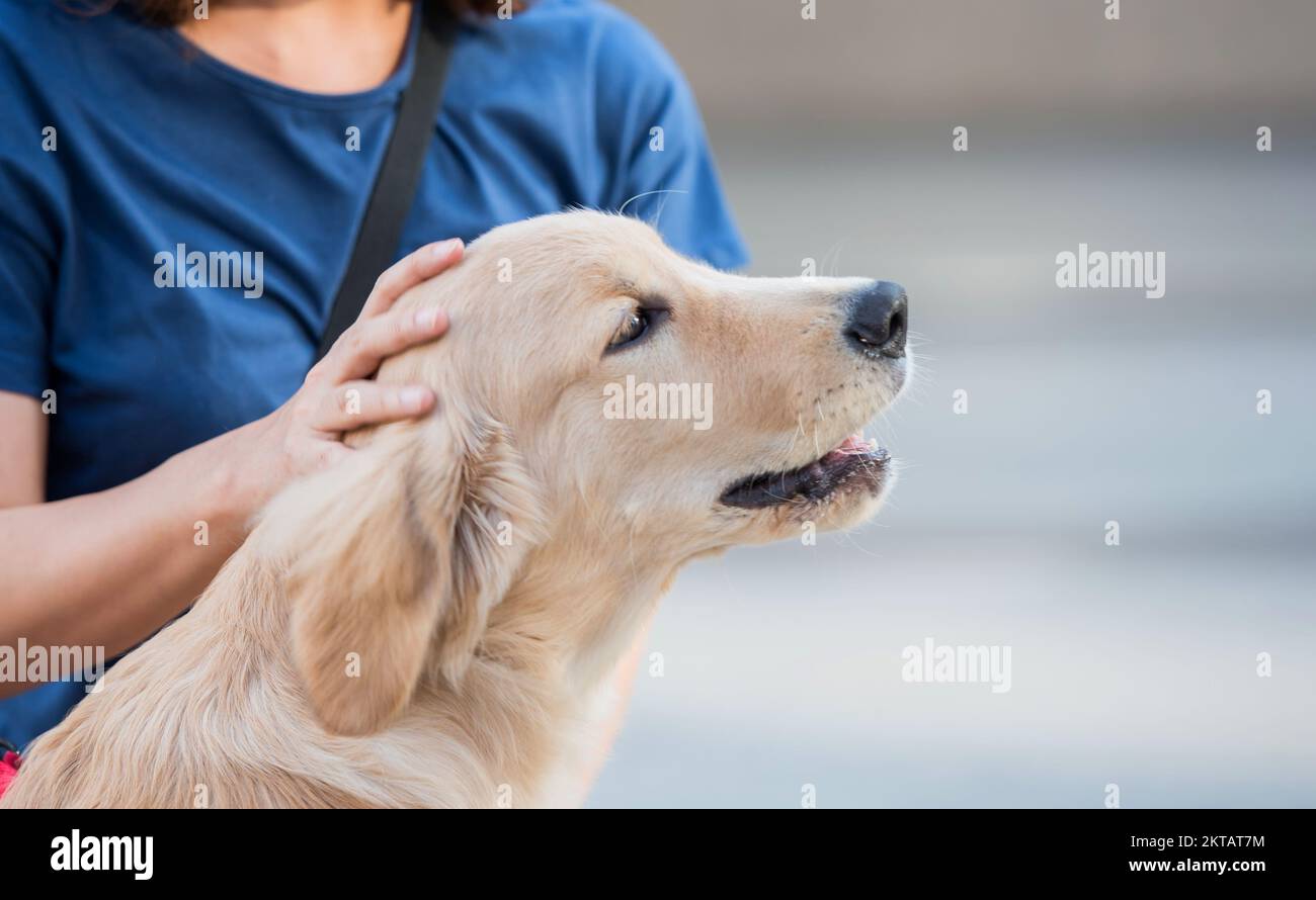 La main de la femme patting sur son adorable tête de chien marron, concept de personne de chien. Banque D'Images