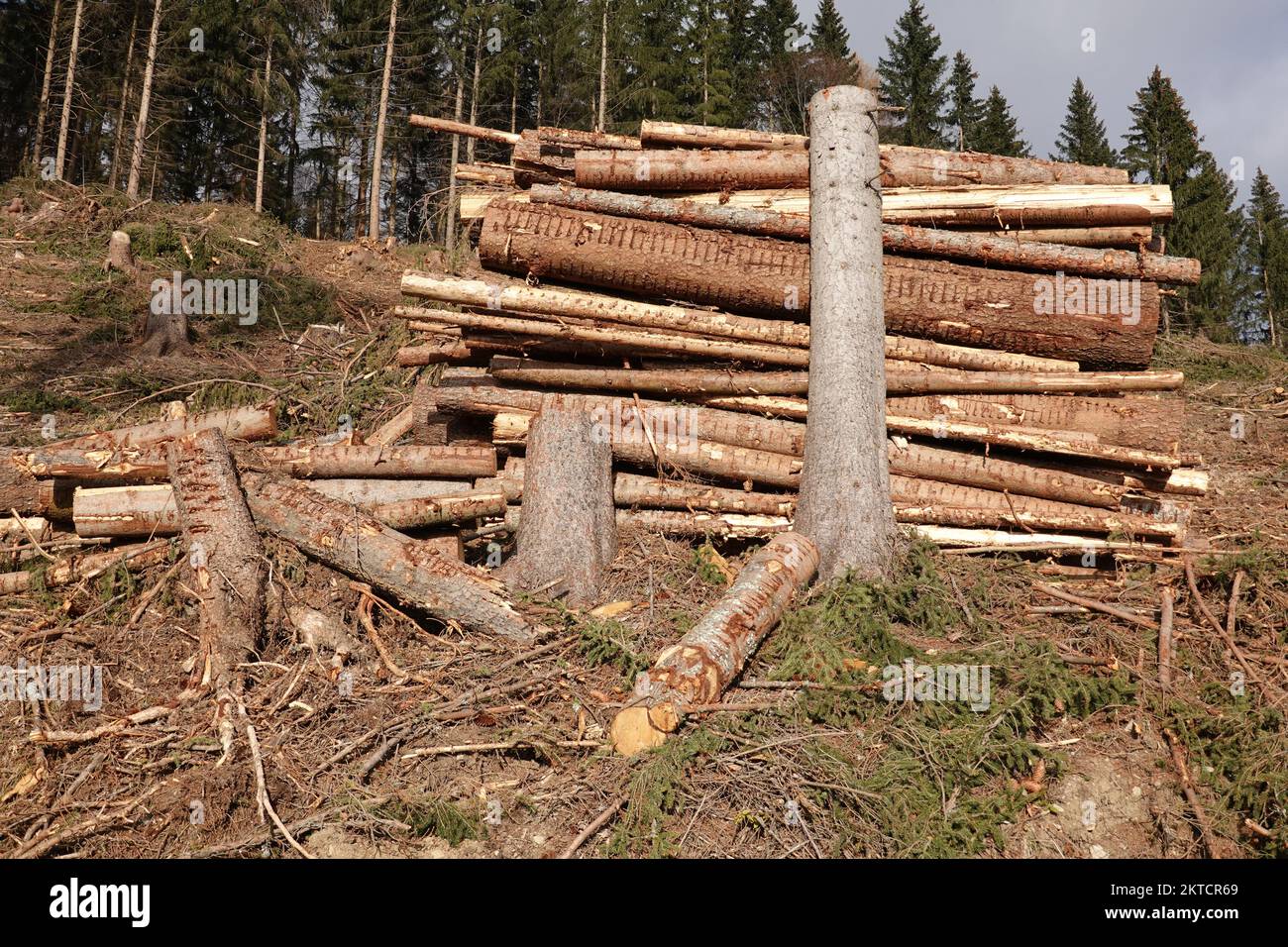 Déflecteur . Dommages causés par la tempête . Stumschaden . Windbruch . Windwurf . Coupe-vent Banque D'Images