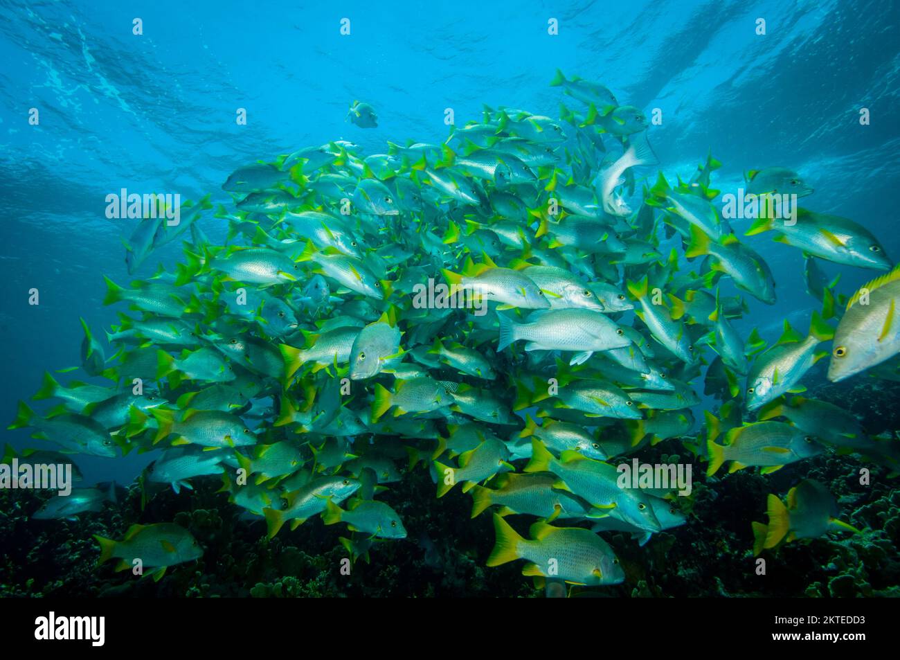 École de poissons tropicaux sur le récif corallien de l'île Bonaire dans la mer des Caraïbes Banque D'Images