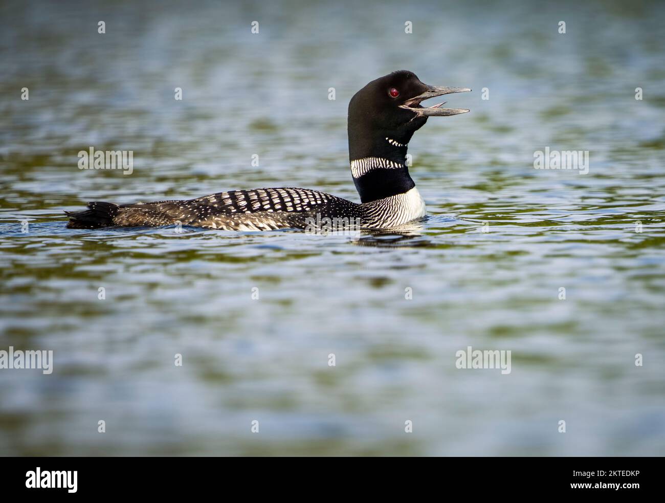 Huard commun appelant à la surface d'un lac Banque D'Images