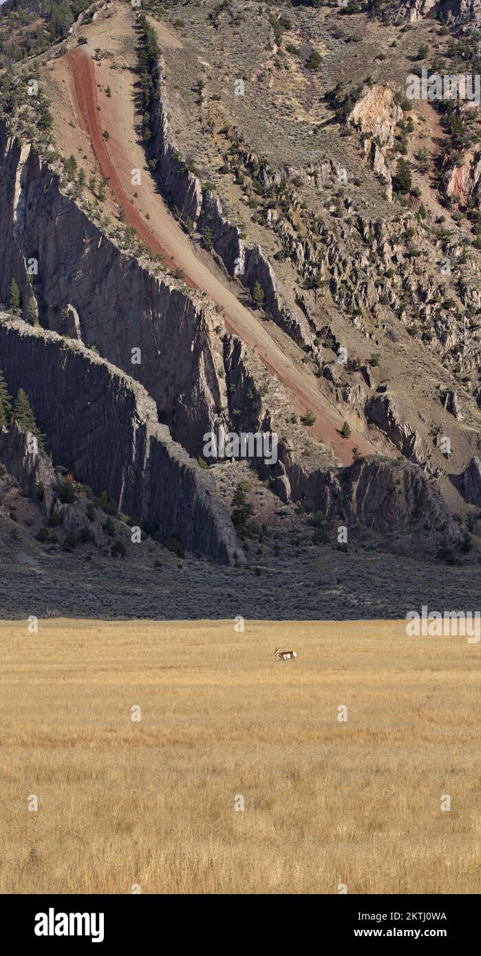 Formation de roches Devil's Slide sur Old Yellowstone Trail au Montana avec antilope pronglorn en herbe d'or d'automne en premier plan. Banque D'Images