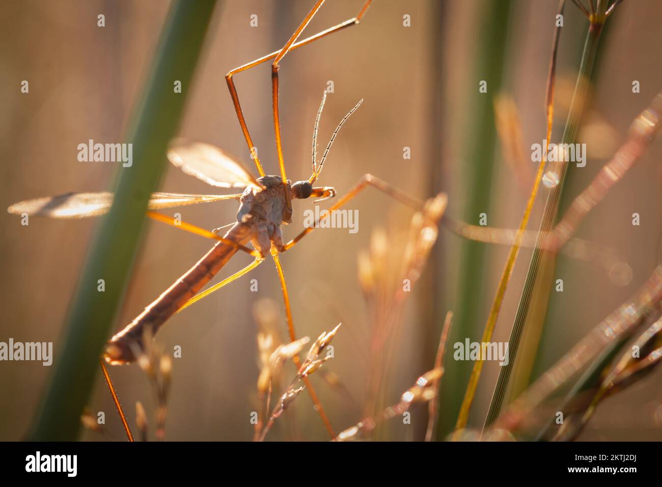Un papa de longues jambes attrape le soleil lorsqu'il s'élève au-dessus de Dunkery Beacon, Exmoor, West Somerset Banque D'Images