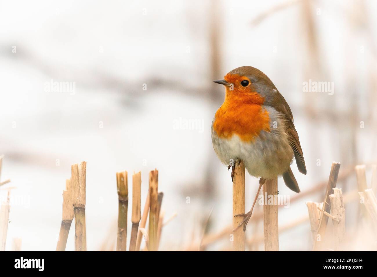 Un robin (erithacus rubecula) perche sur les roseaux coupés à Ham Wall, Somerset Banque D'Images