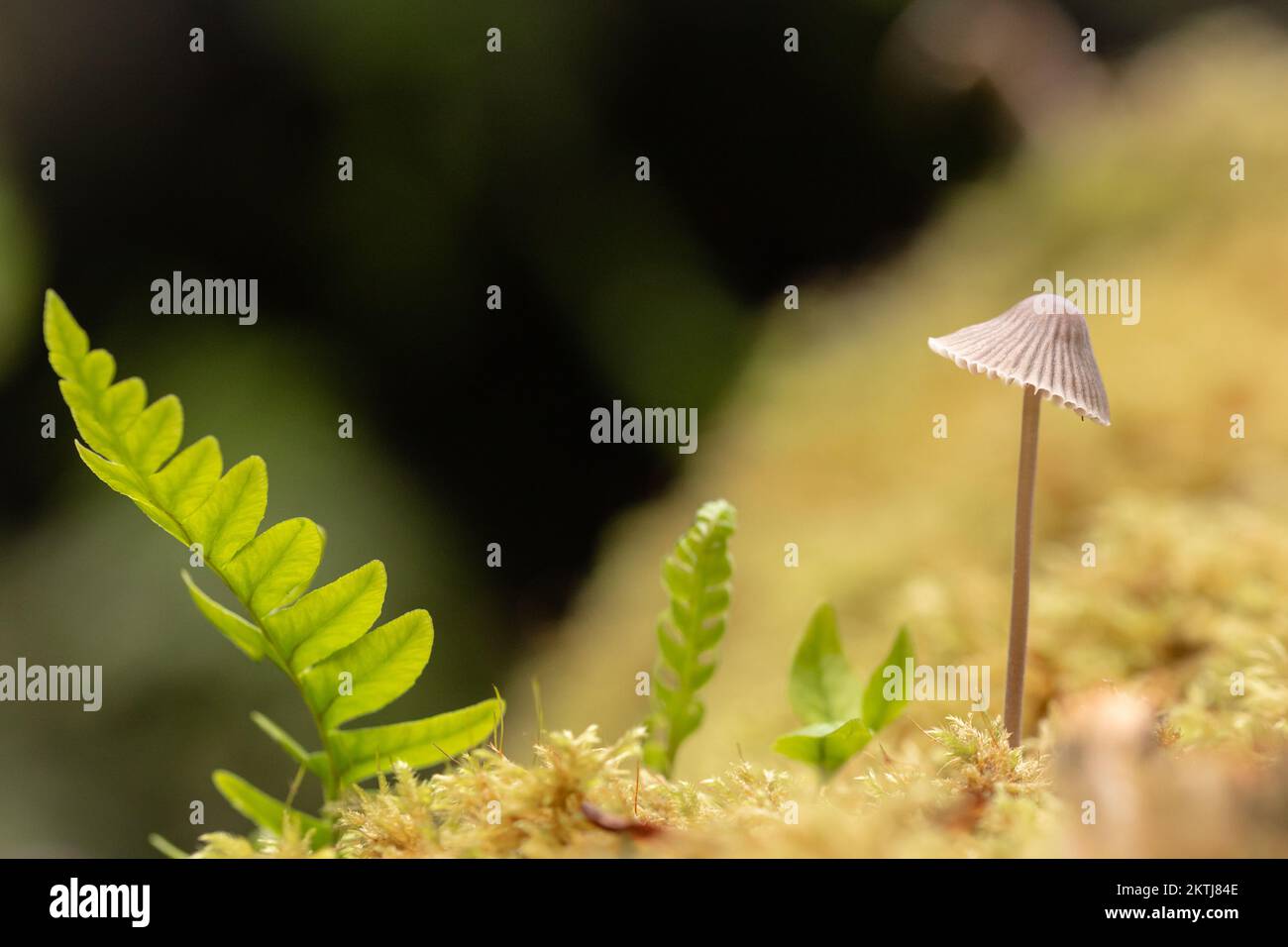 Sur le bois déchu, la nouvelle croissance que les champignons délicats ressort de la mousse accompagnée d'une fougères. Image prise à Horner Wood, Exmoor, West Somerset Banque D'Images