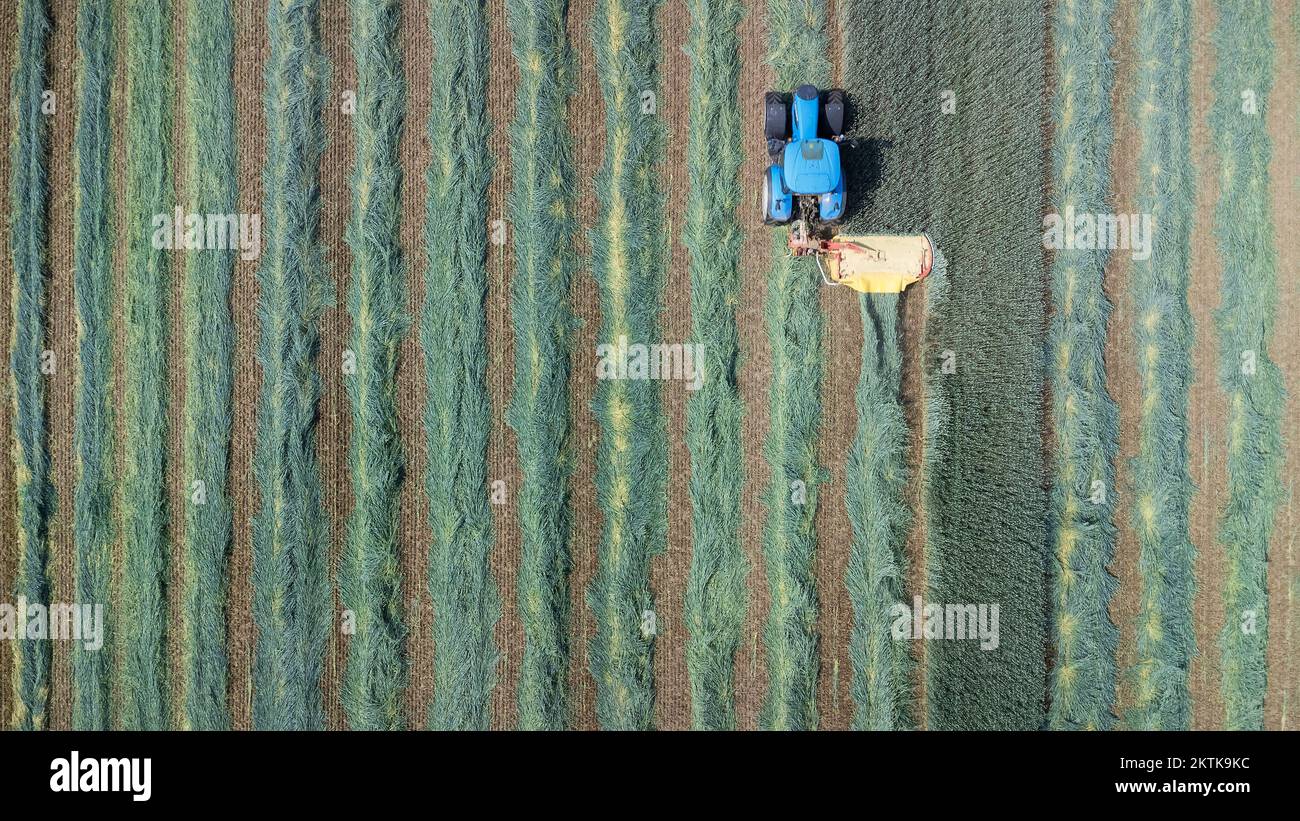 Vue aérienne d'Un tracteur fauchage de foin. Vue plongeante Banque D'Images