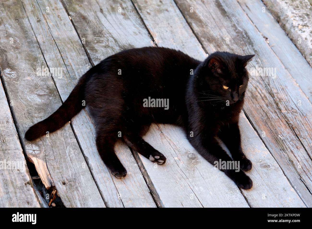 Chat noir à Kotor Montenegro Banque D'Images