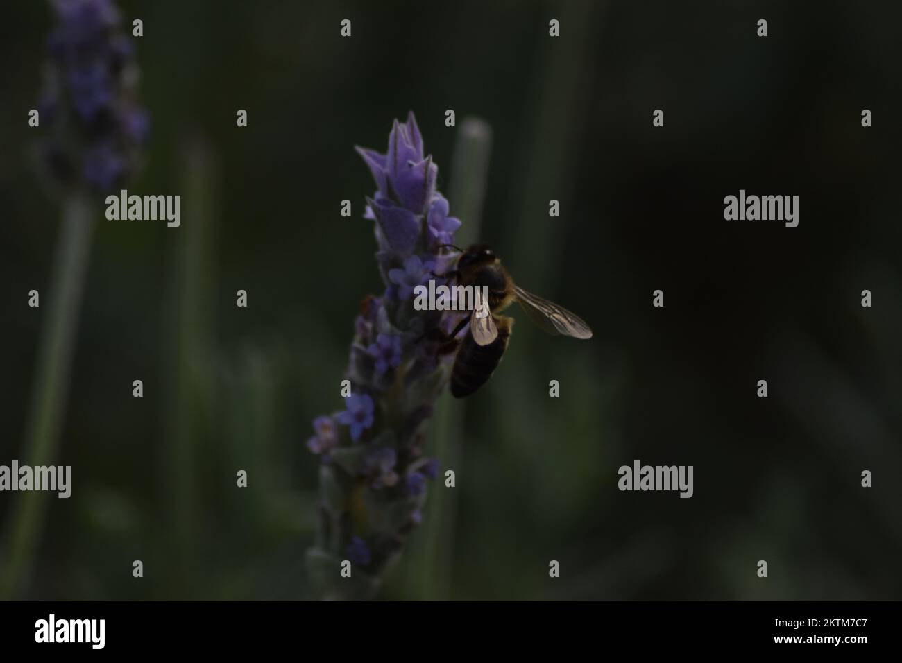 abeille perchée sur une fleur de lavande pourpre pour la polliniser Banque D'Images