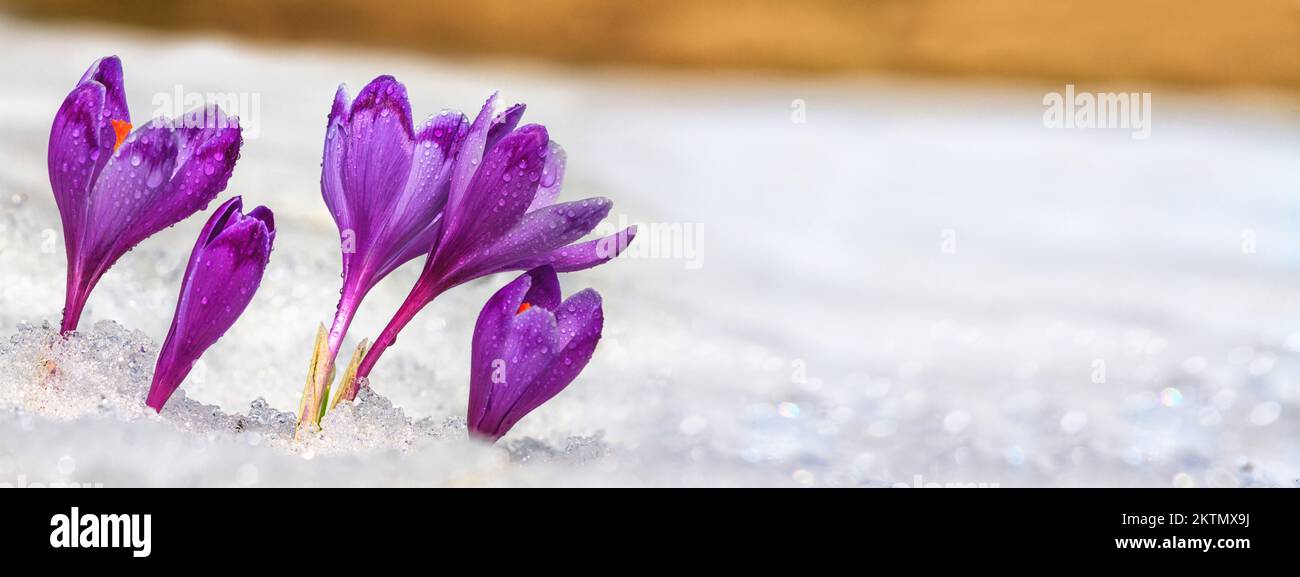Crocuses - fleurs violettes fleuries faisant leur chemin de sous la neige au début du printemps, gros plan avec l'espace pour le texte, la bannière Banque D'Images