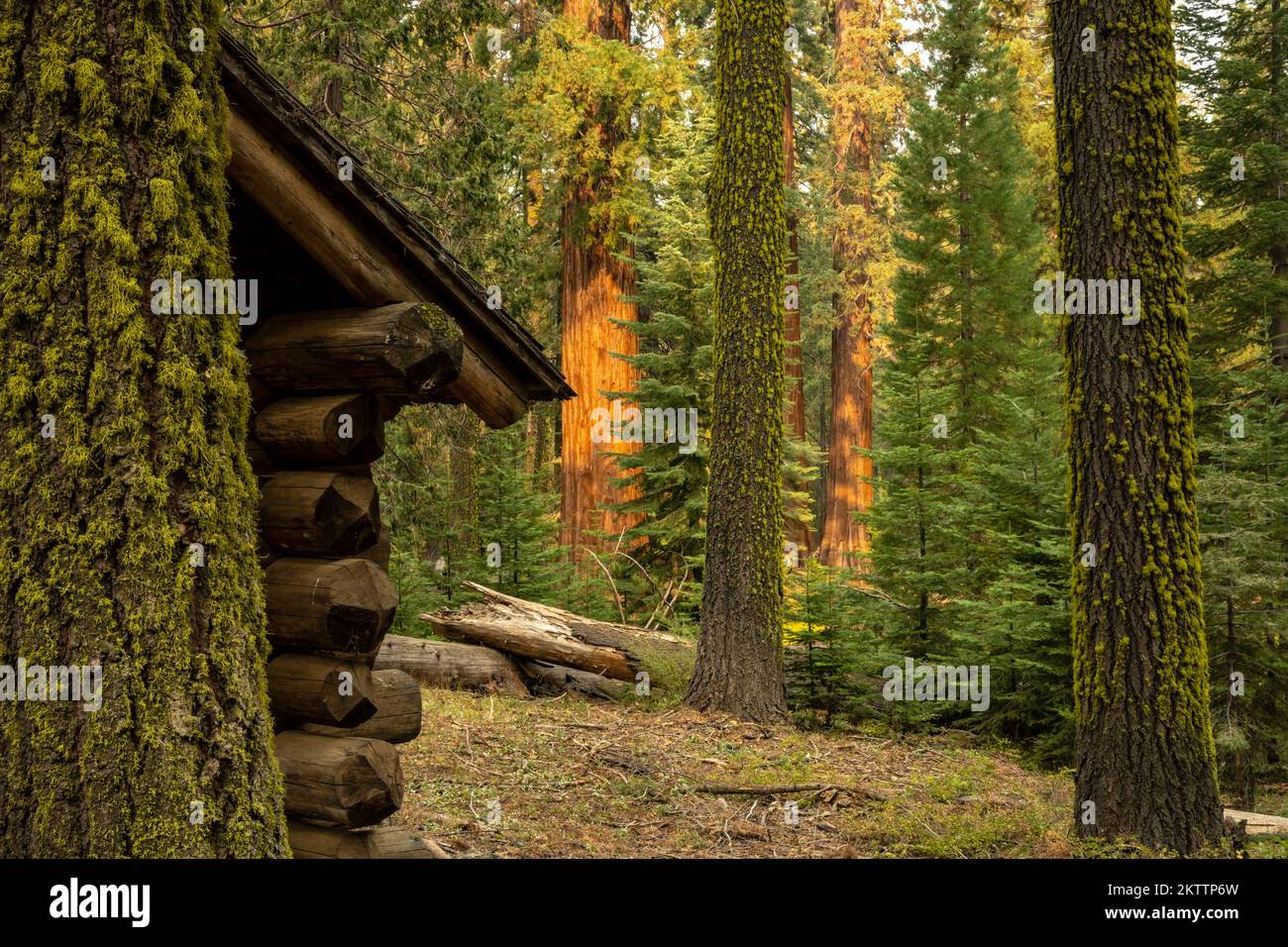 Les trunks Sequoia brille d'orange au loin à travers les arbres de Mossy et la cabine à Yosemite Banque D'Images