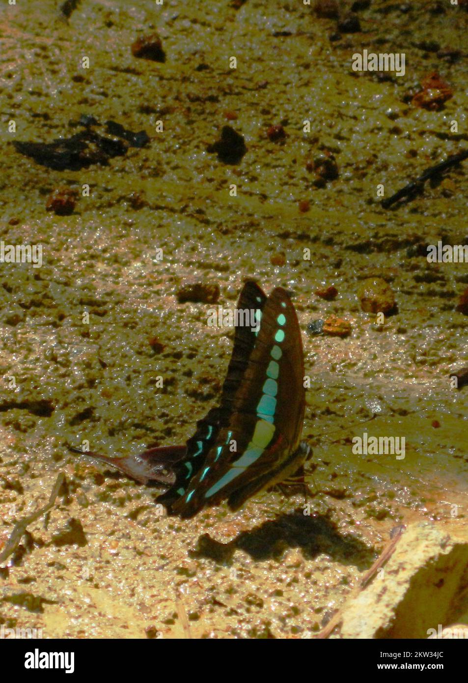 La bouteille bleue commune est un papillon qui peut être vu communément dans la forêt de Sinharaja. MUDr puddling et supukinging minéral des sols humides est un comportement commun de ce papillon. Un magnifique papillon bleu brillant. Sinharaja, Sri Lanka. Banque D'Images