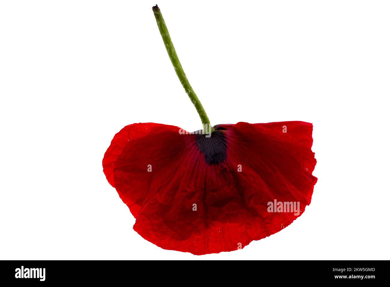 Un coquelicot rouge sur fond blanc Banque D'Images